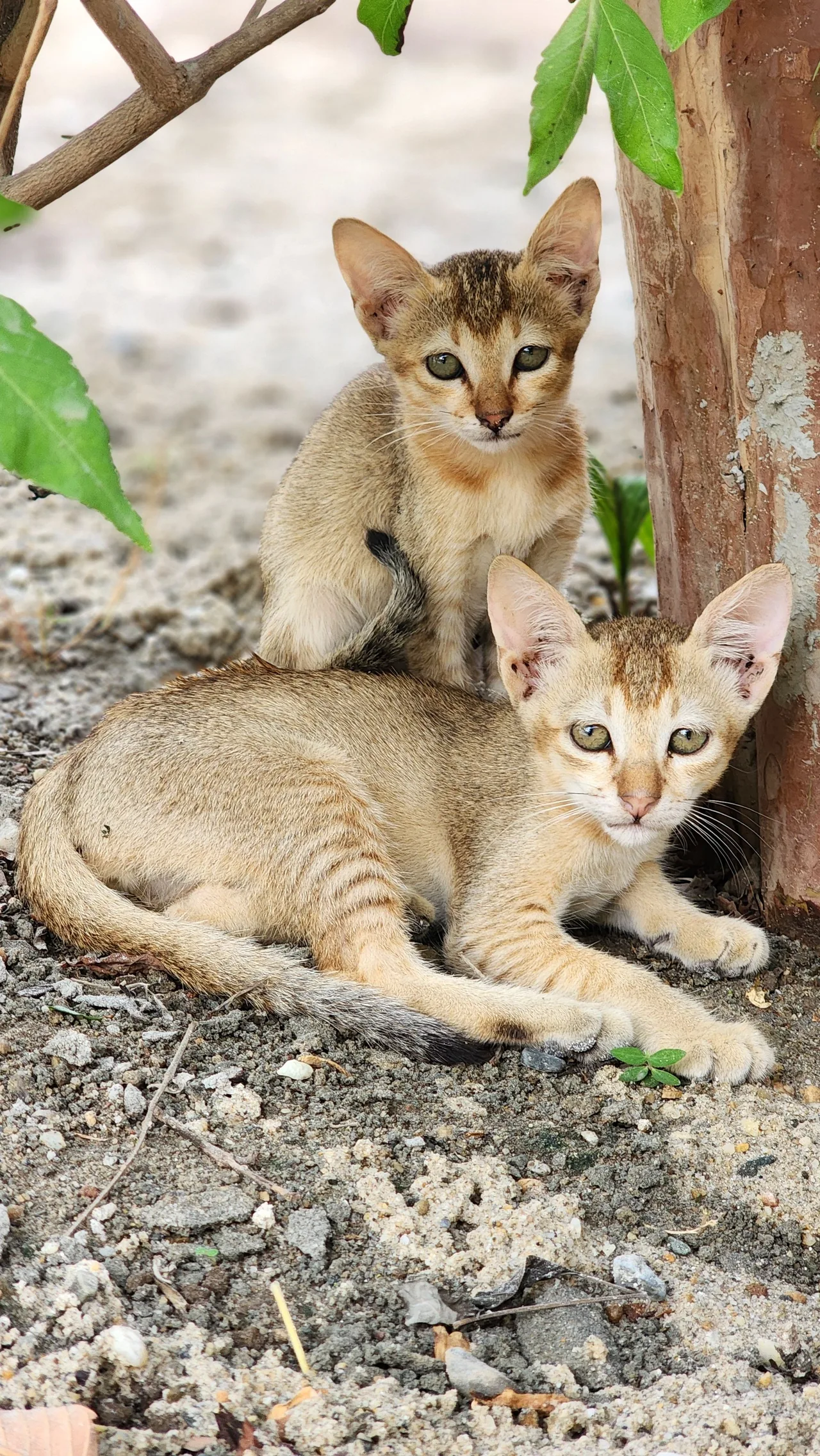 An Abyssinian