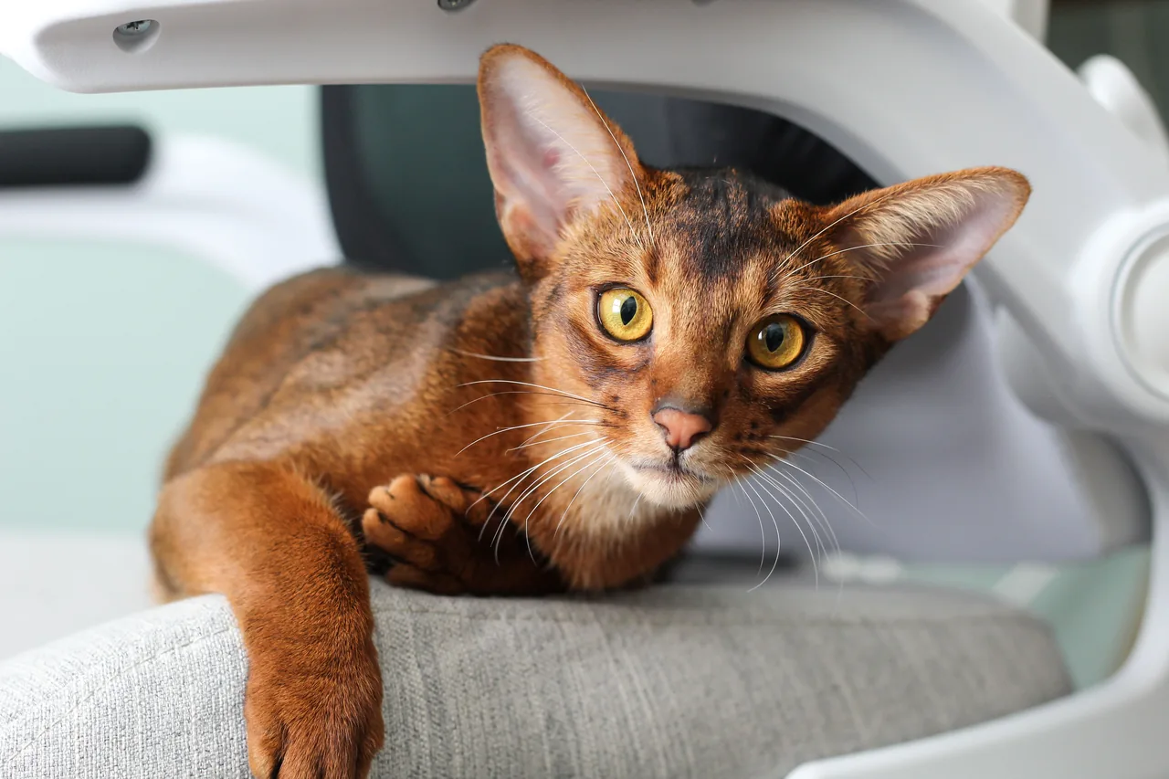 An Abyssinian