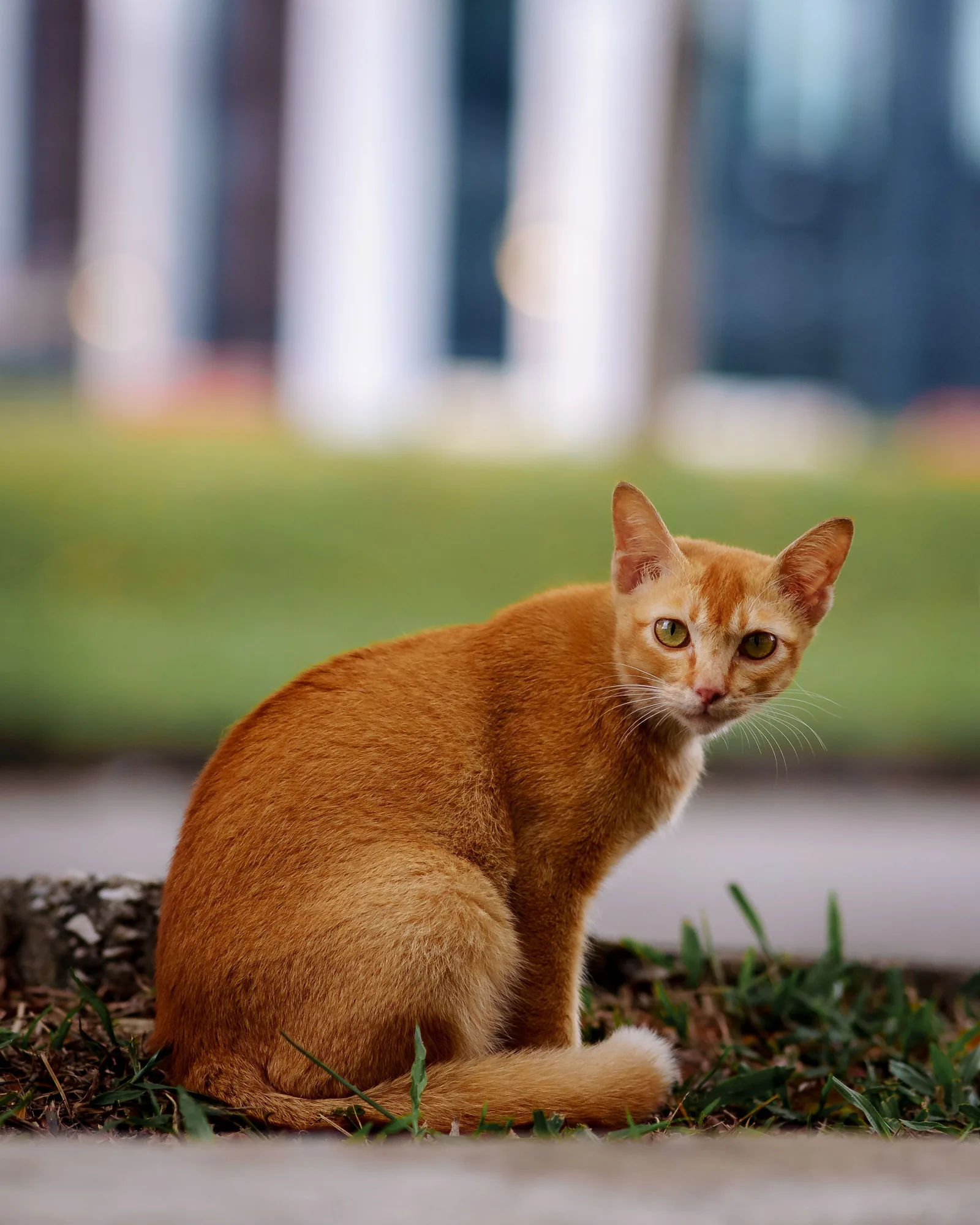 An Abyssinian