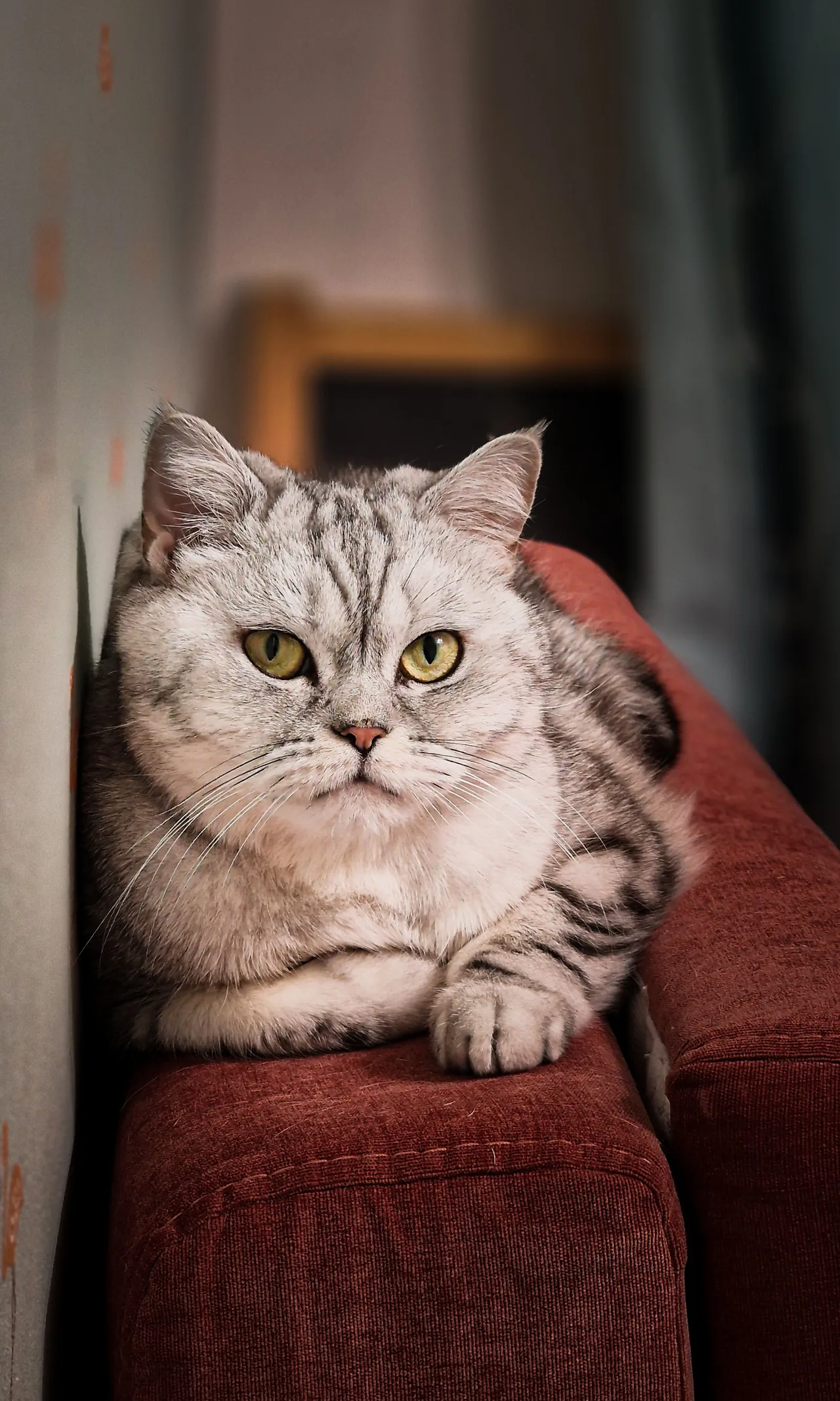 An American Shorthair