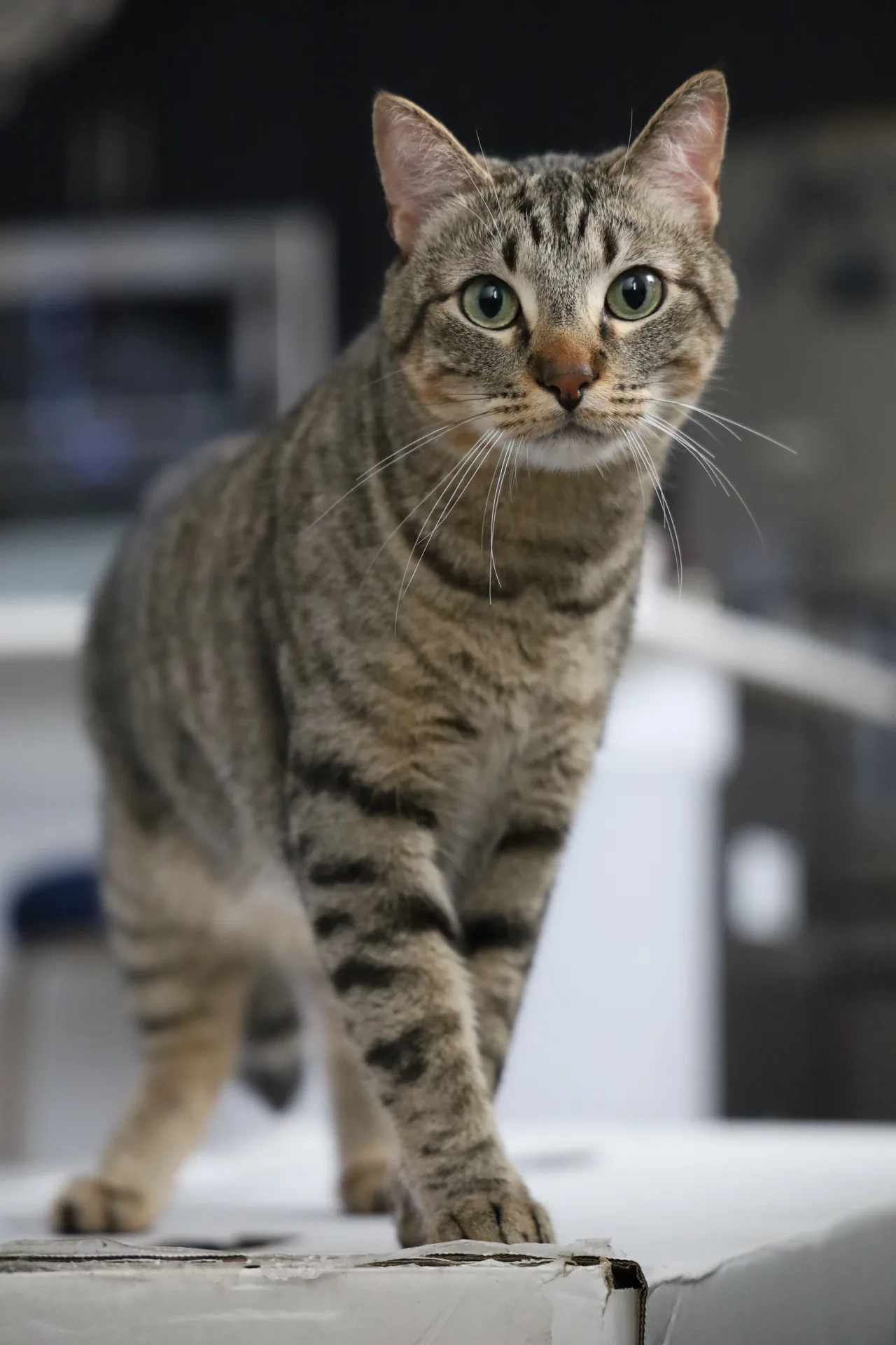 An American Shorthair