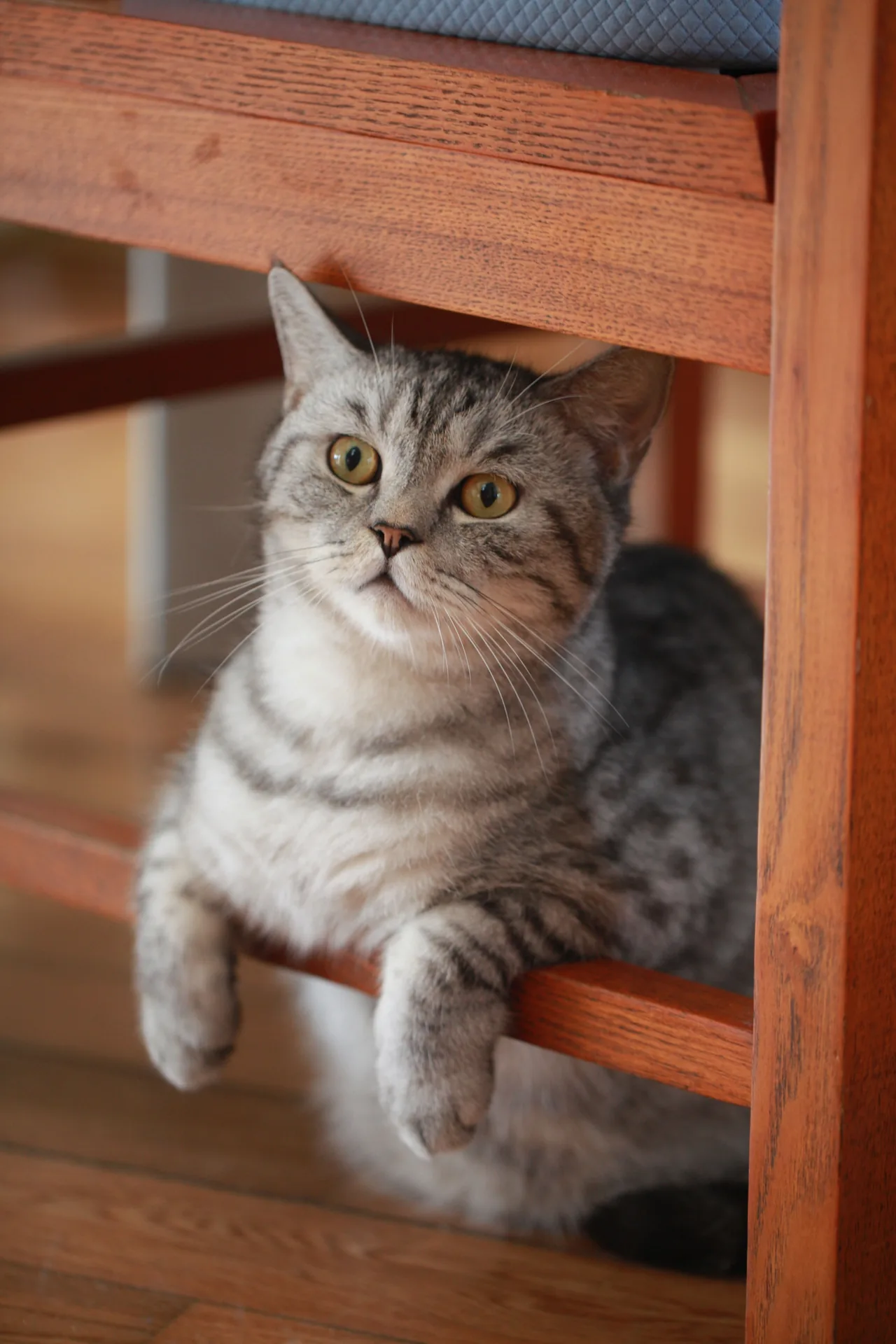 An American Shorthair