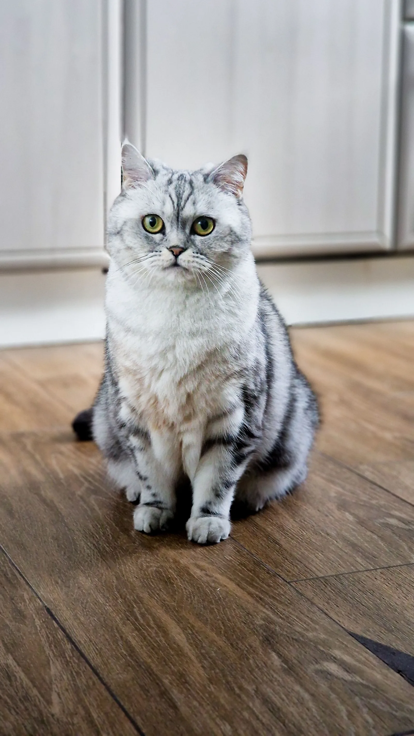 An American Shorthair