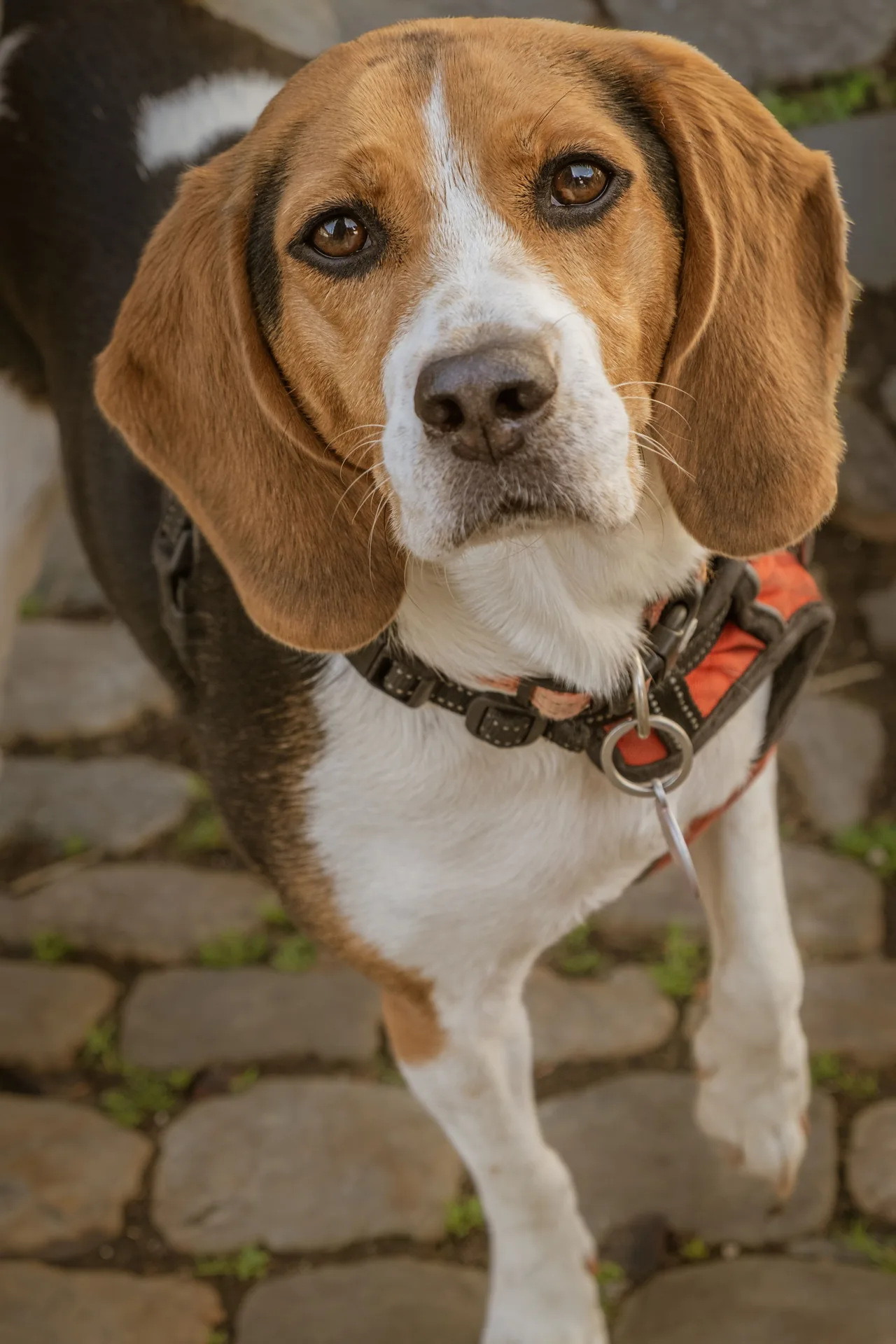 A Beagle