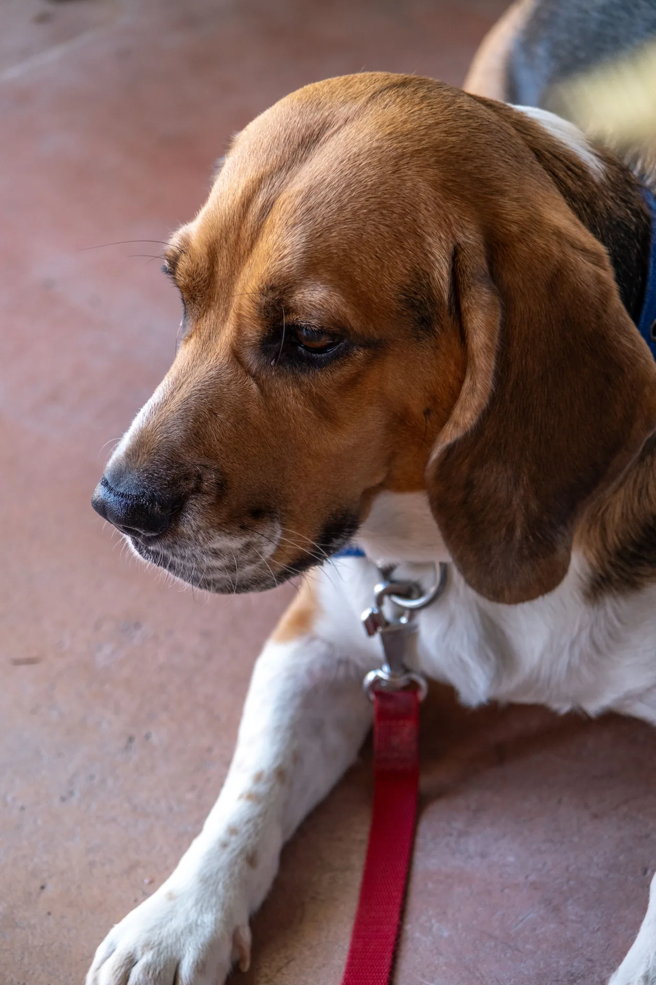 A Beagle