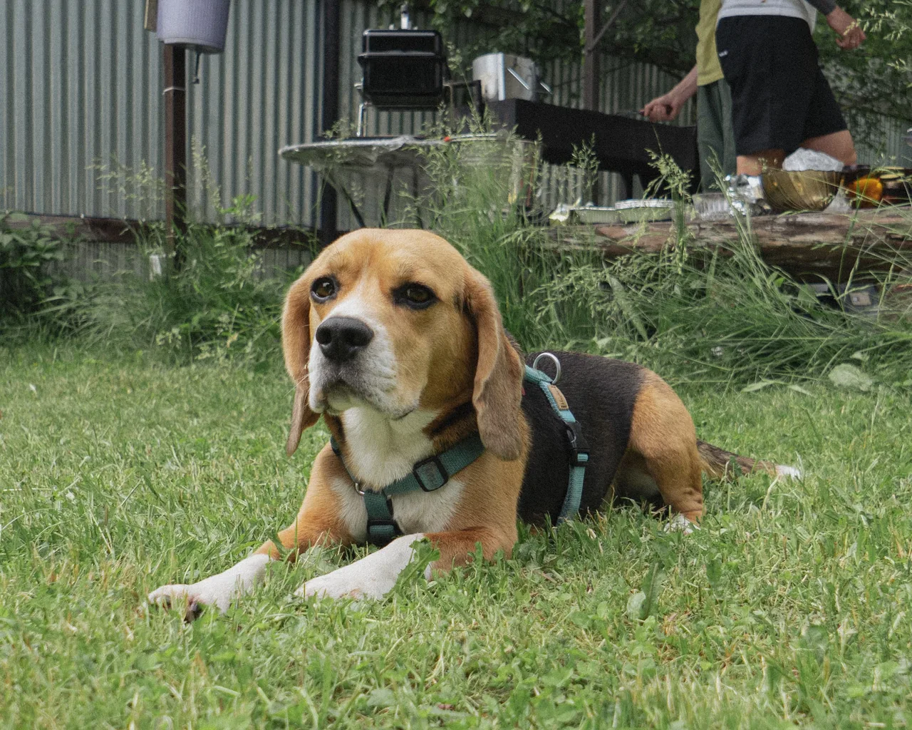 A Beagle