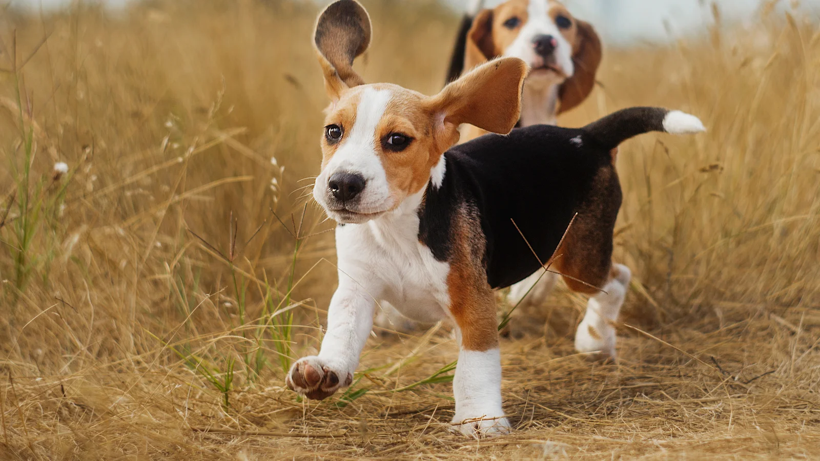 A Beagle