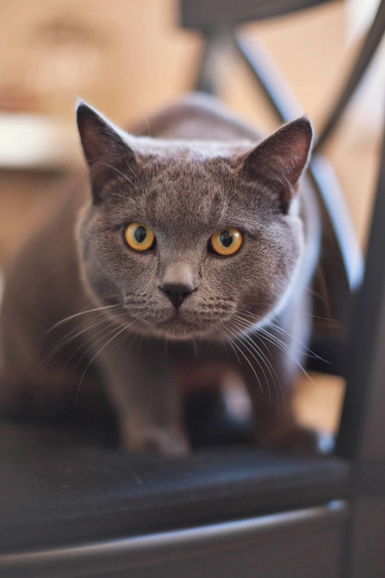 A British Shorthair