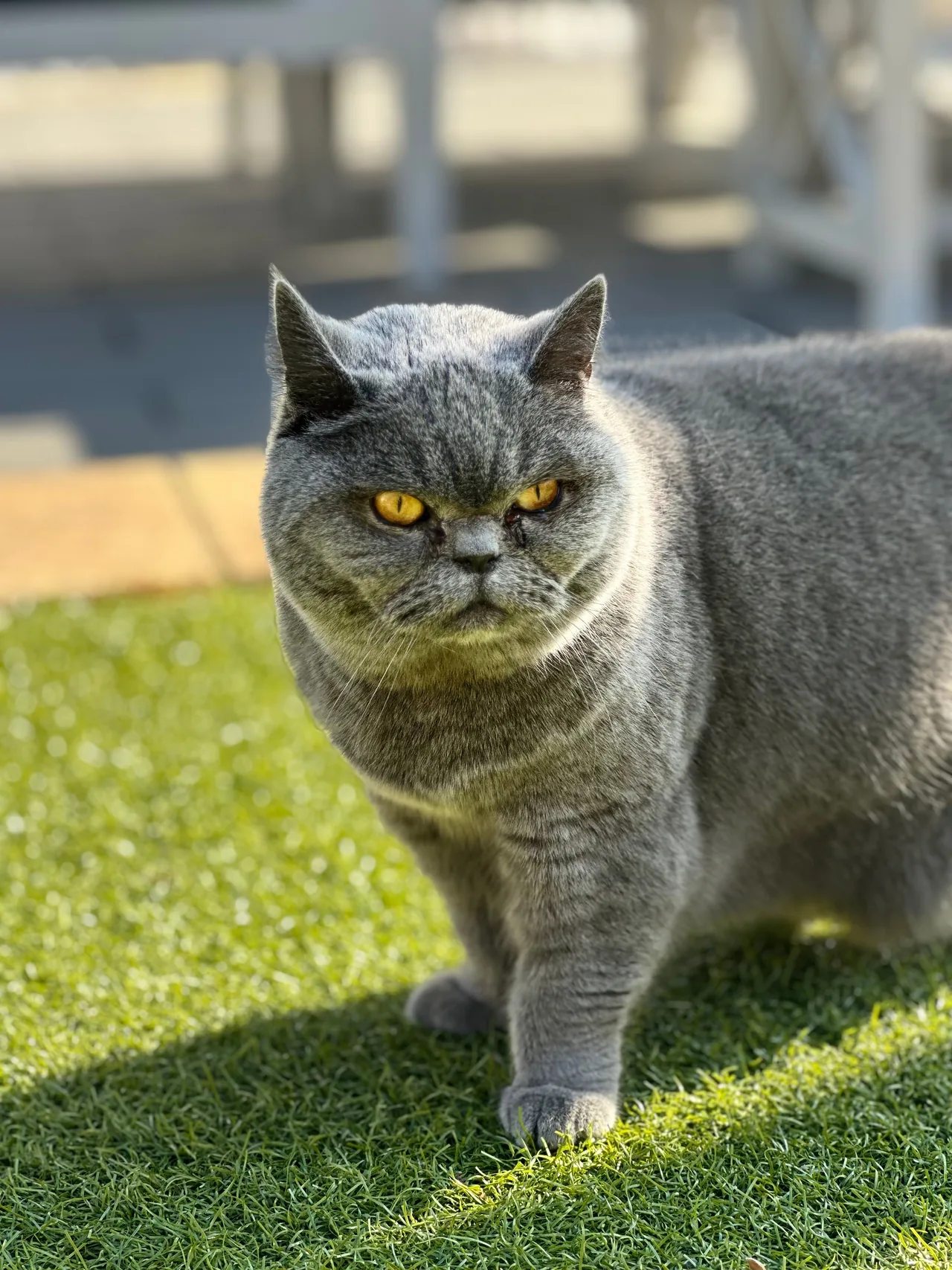 A British Shorthair