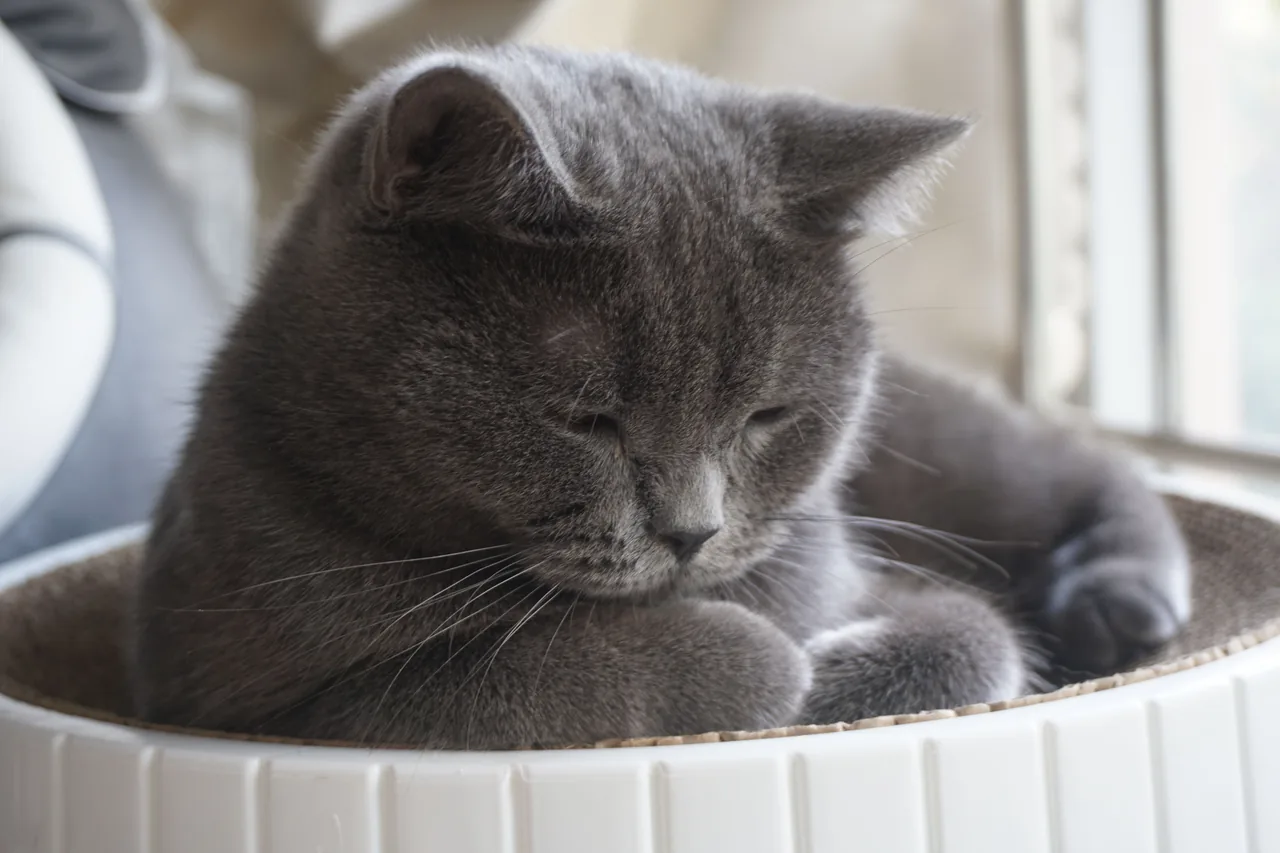 A British Shorthair