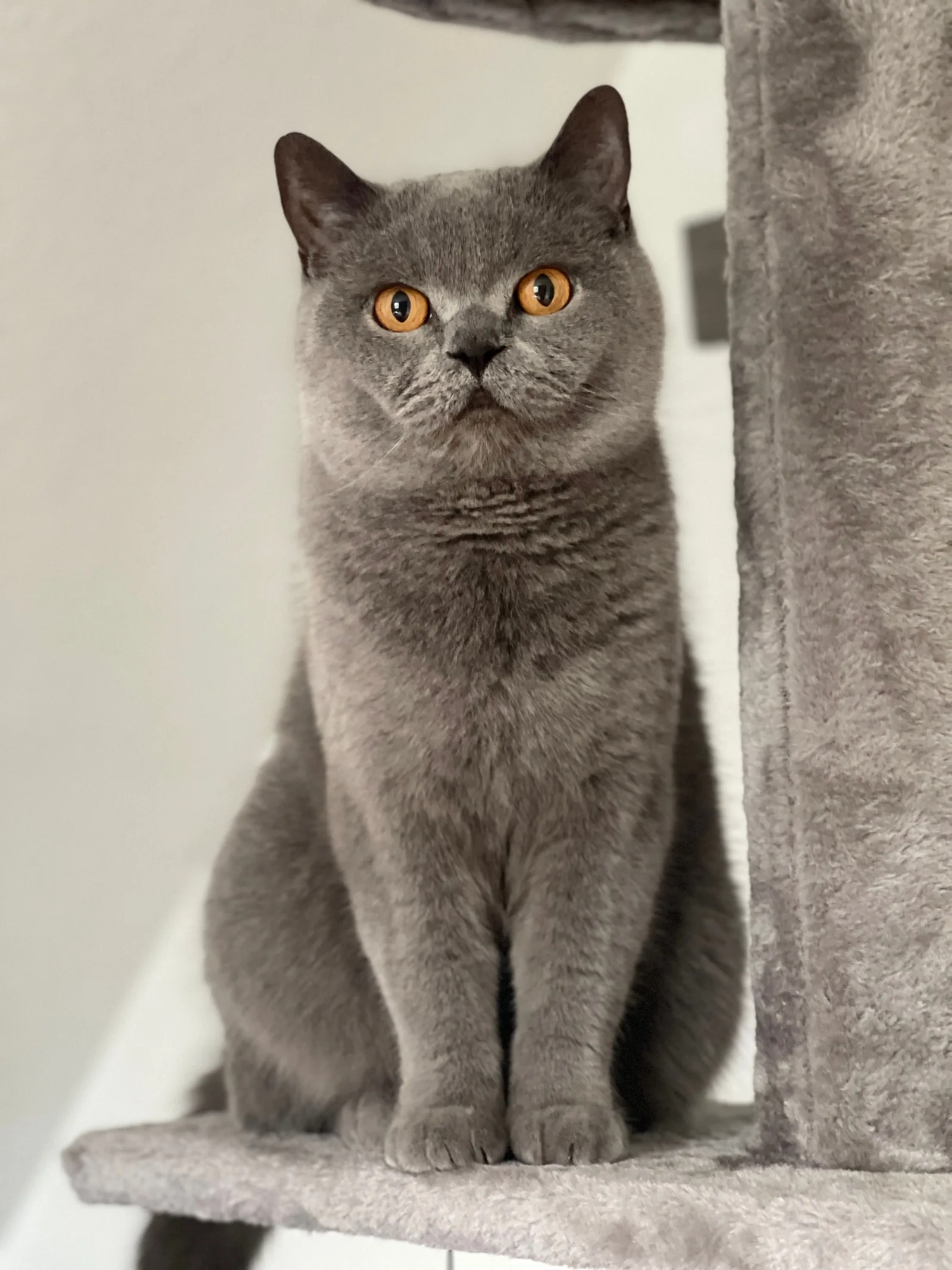 A British Shorthair