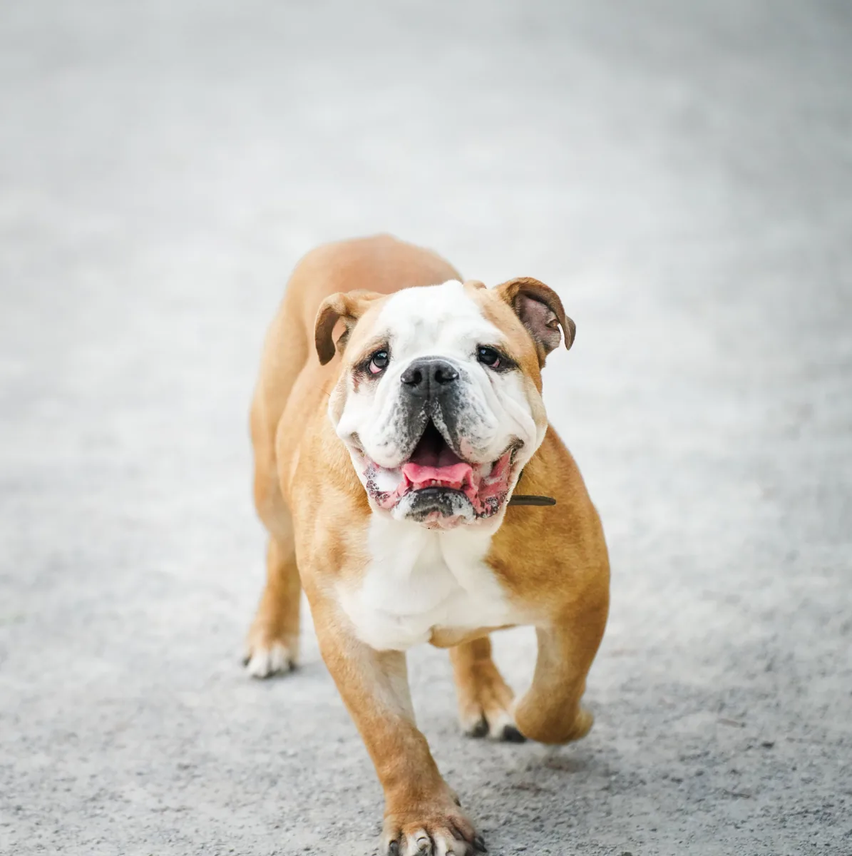A Bulldog