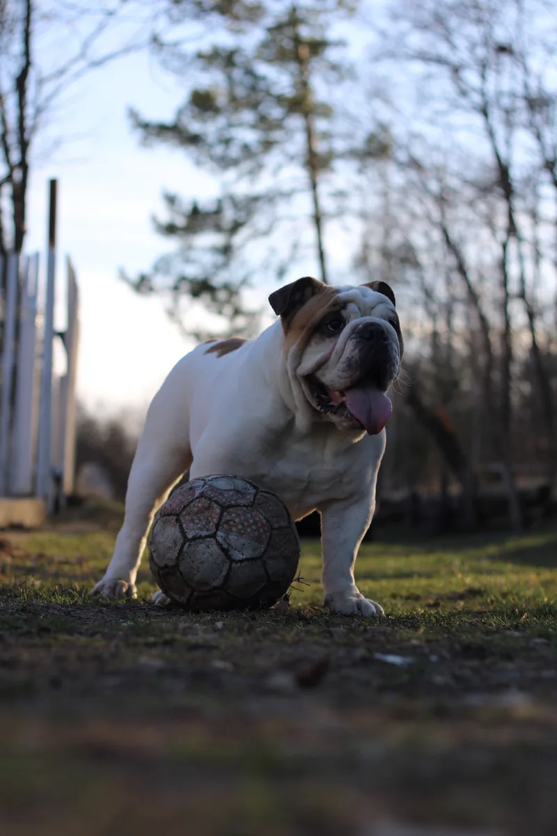 A Bulldog