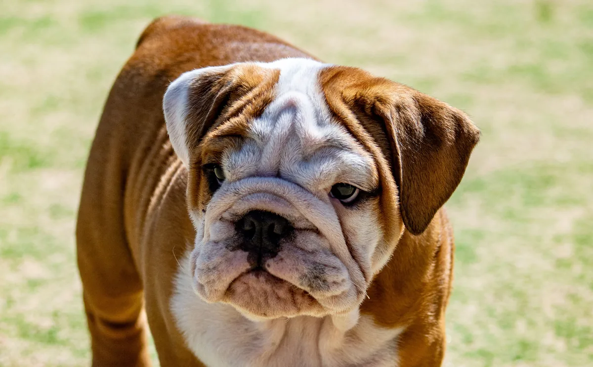 A Bulldog