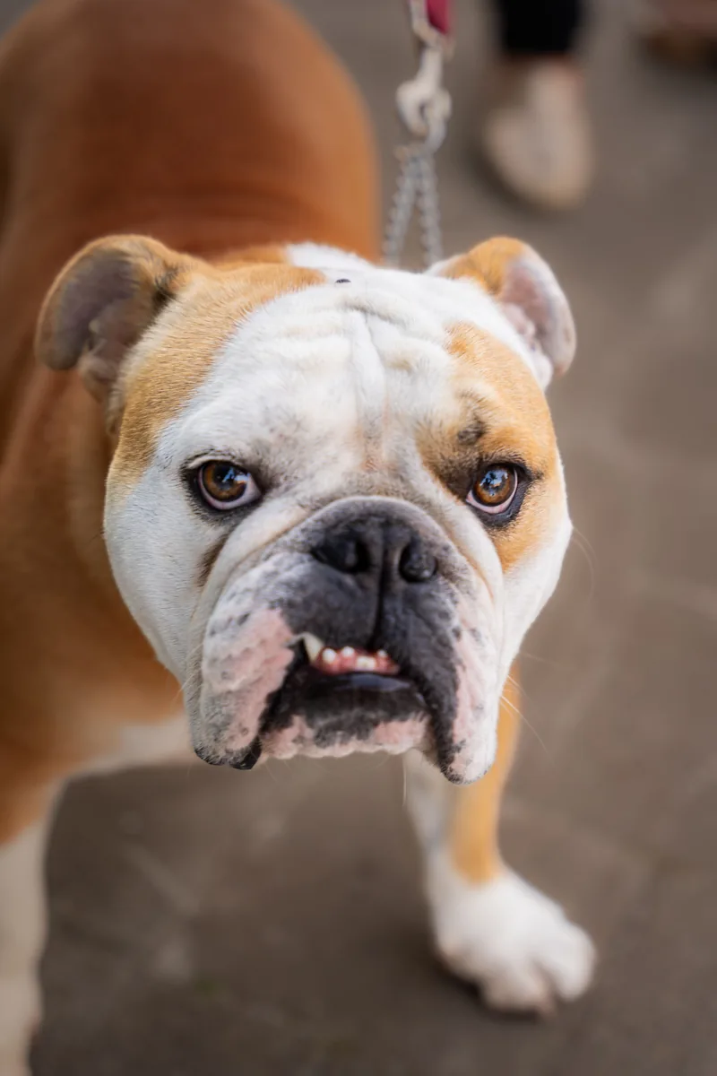 A Bulldog
