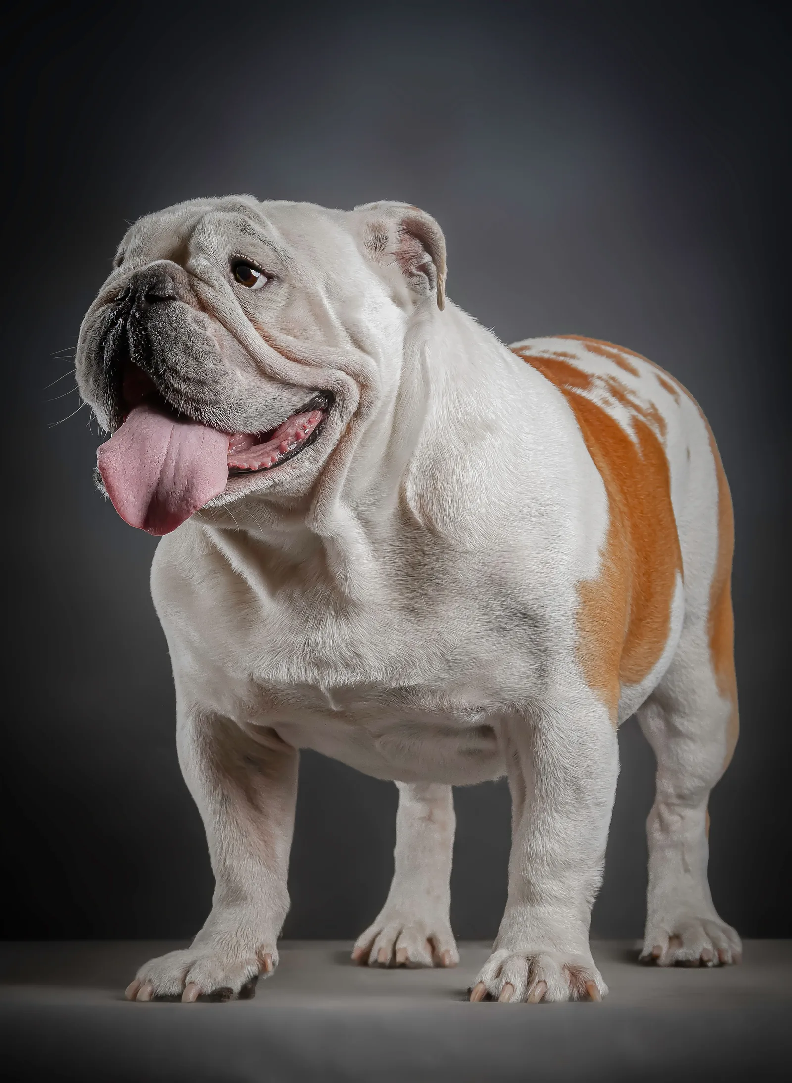 A Bulldog