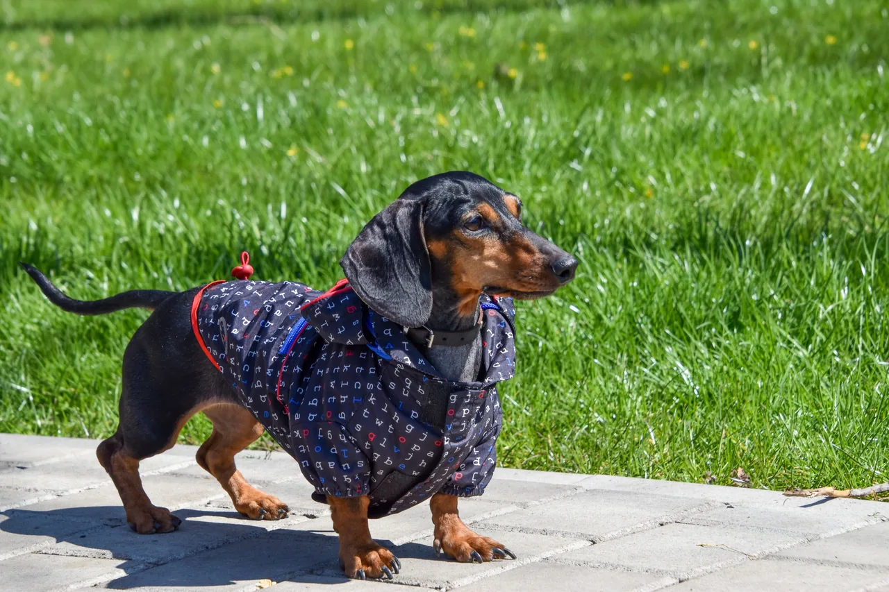 A Dachshund