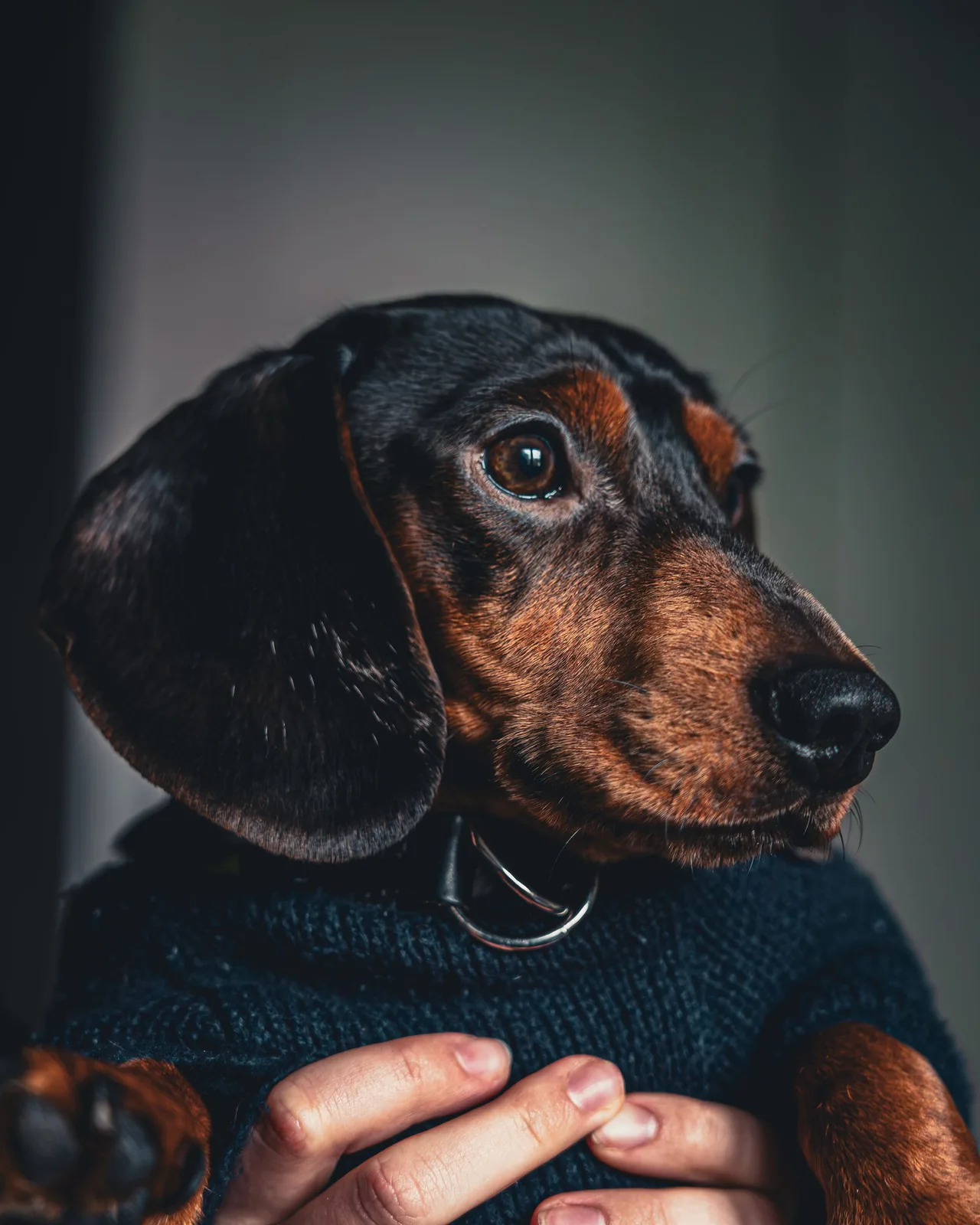 A Dachshund