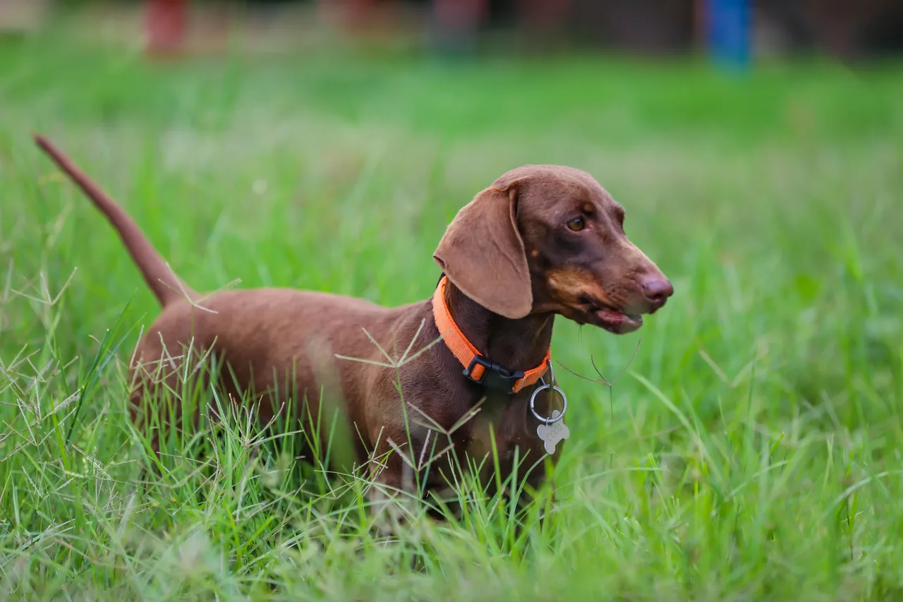 A Dachshund