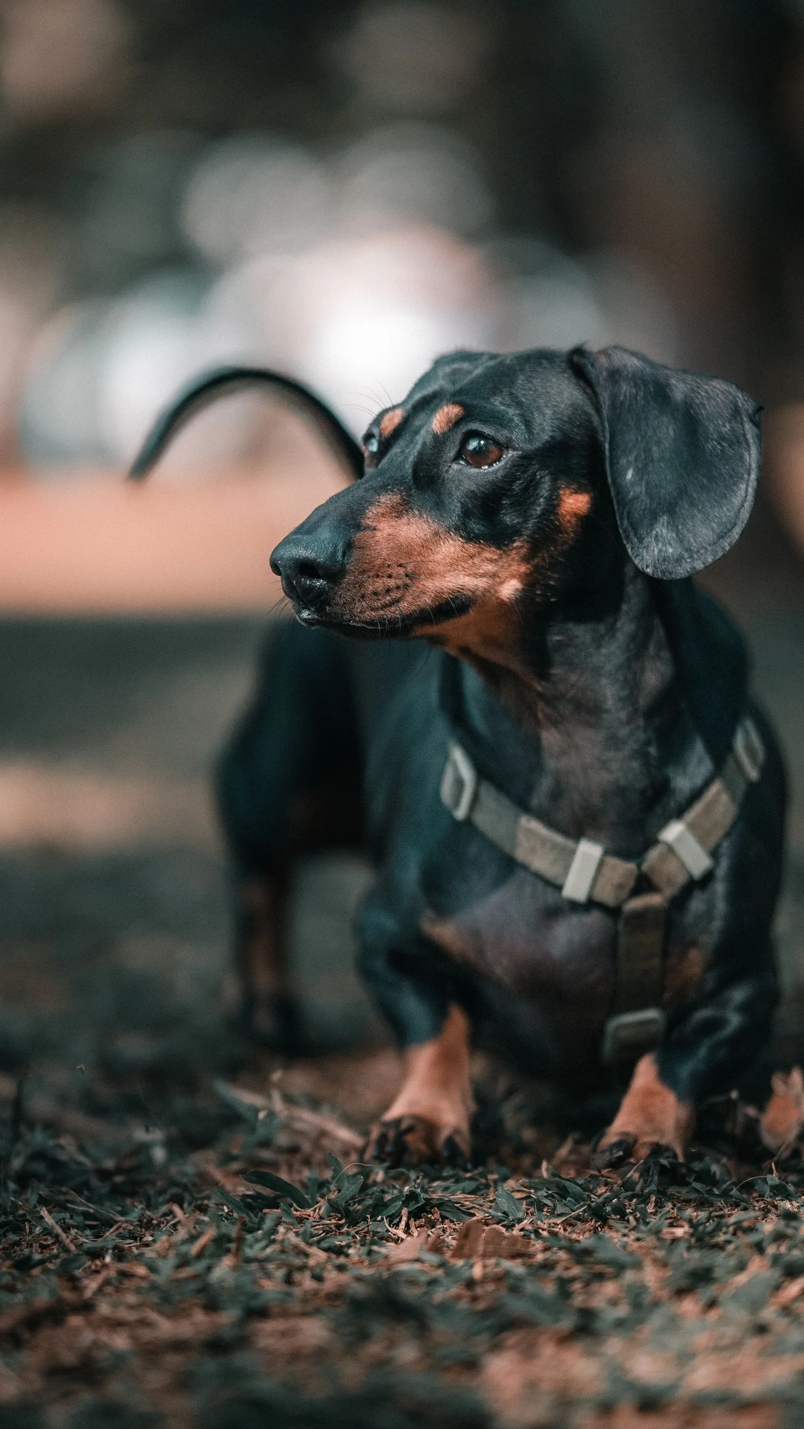 A Dachshund