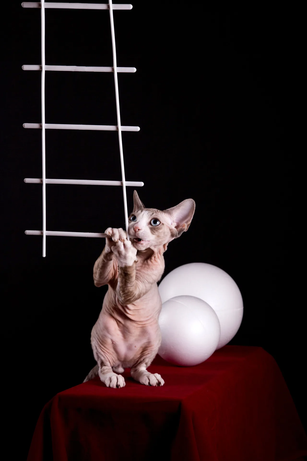 A Devon Rex