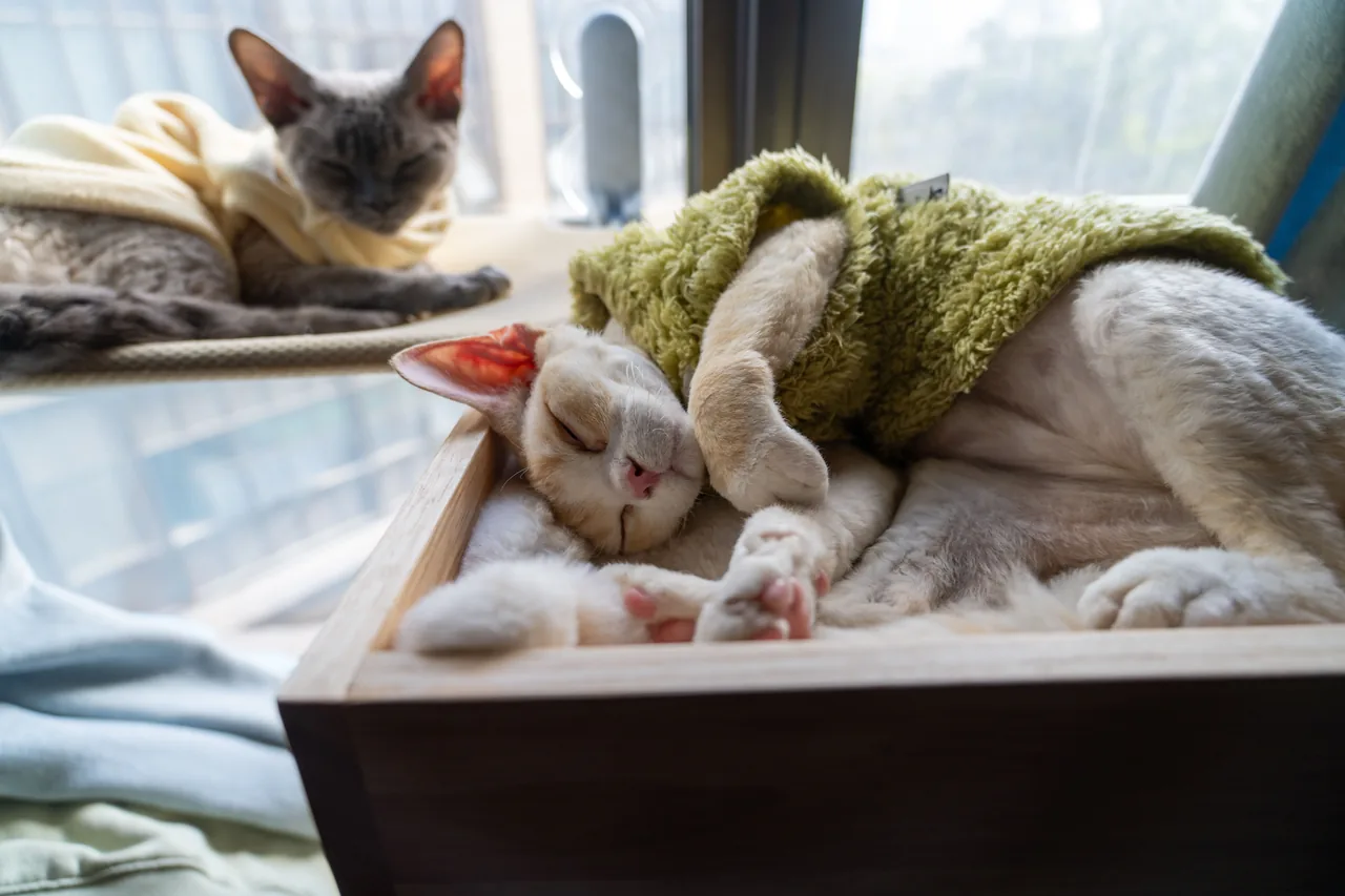 A Devon Rex