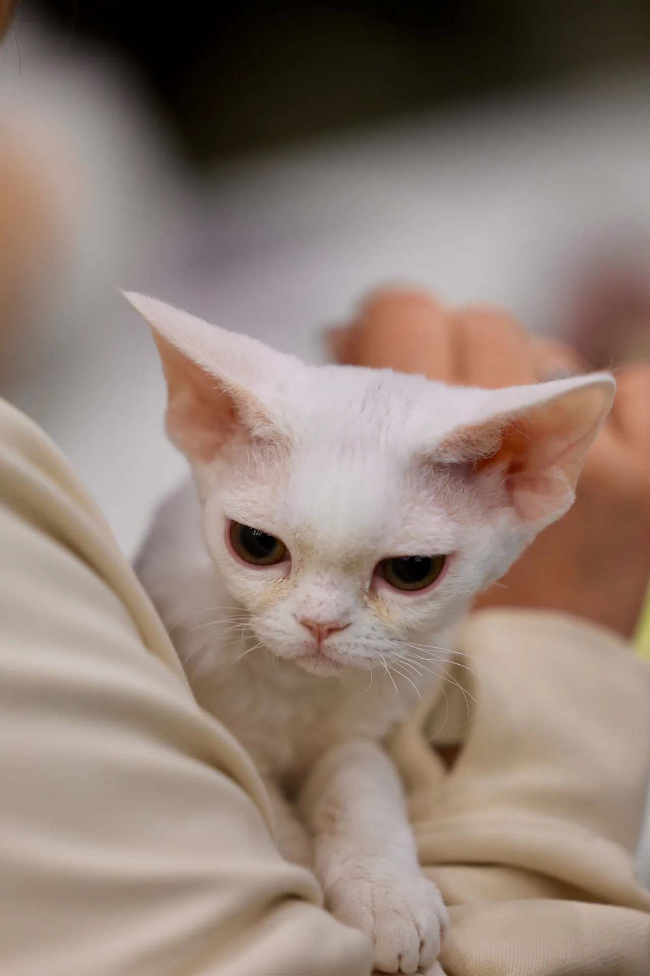 A Devon Rex
