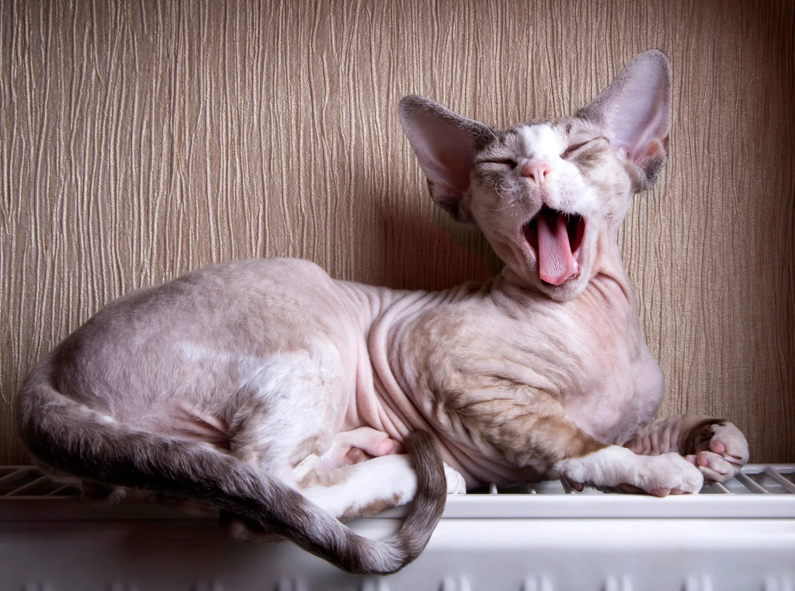 A Devon Rex