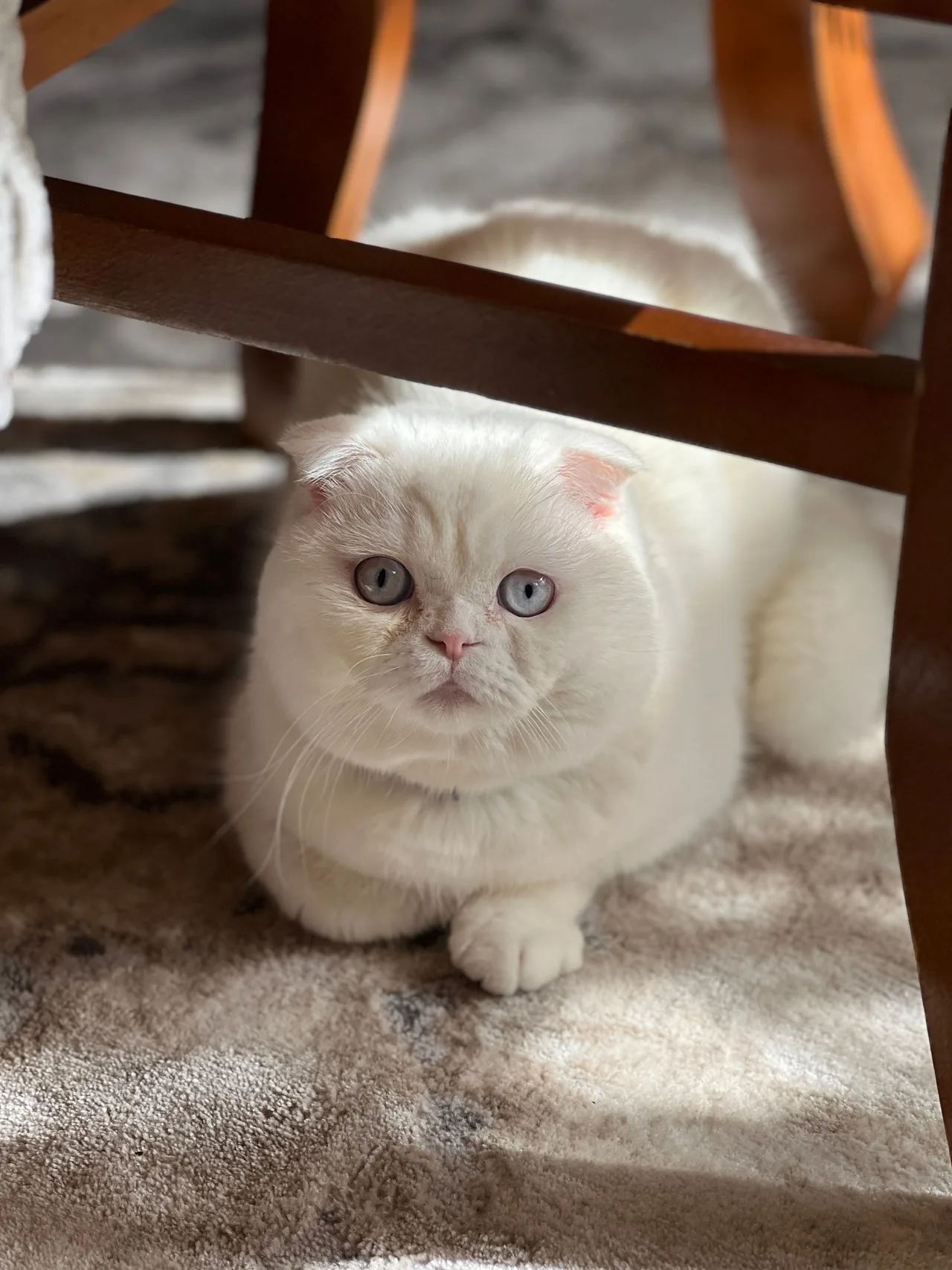An Exotic Shorthair