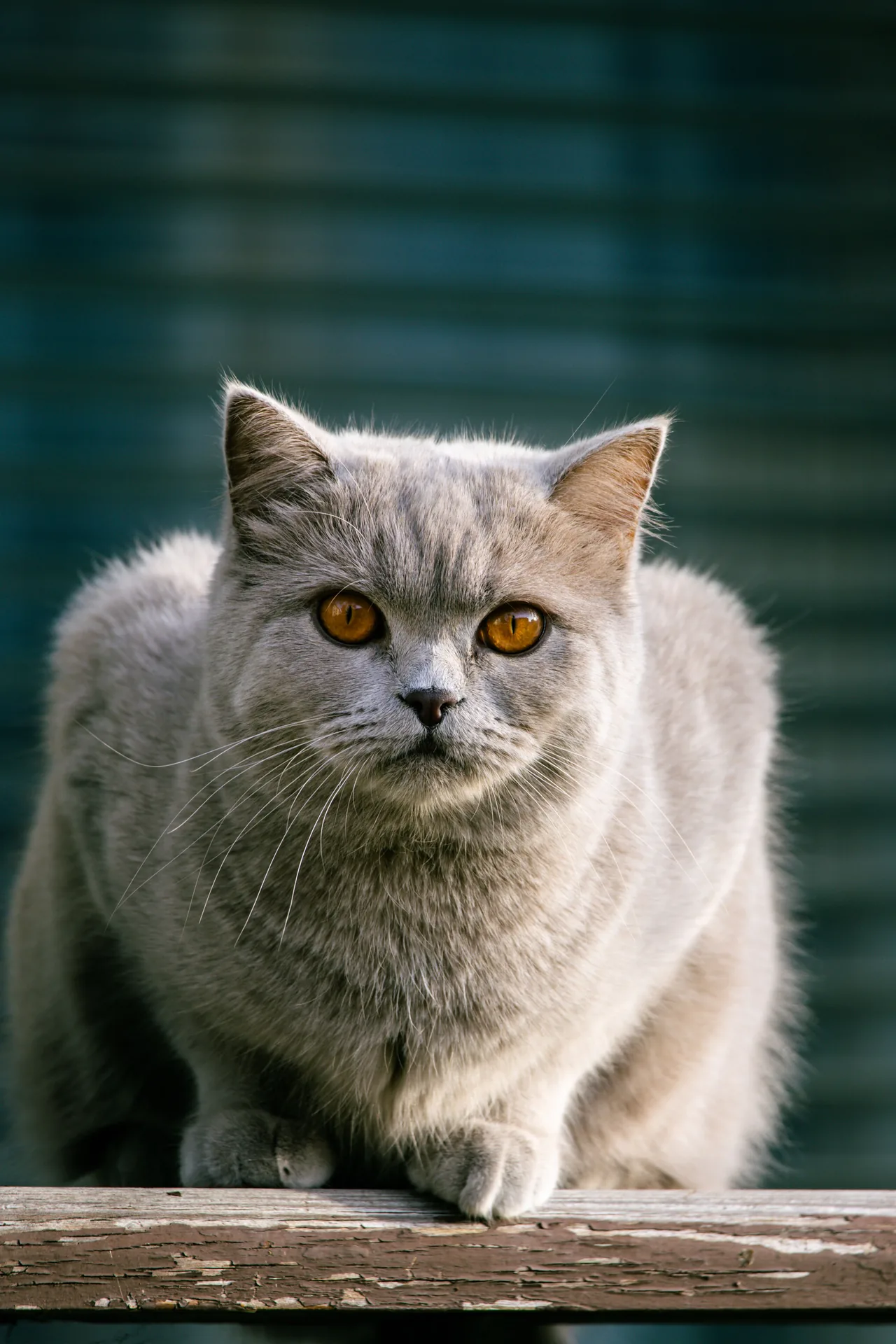 An Exotic Shorthair