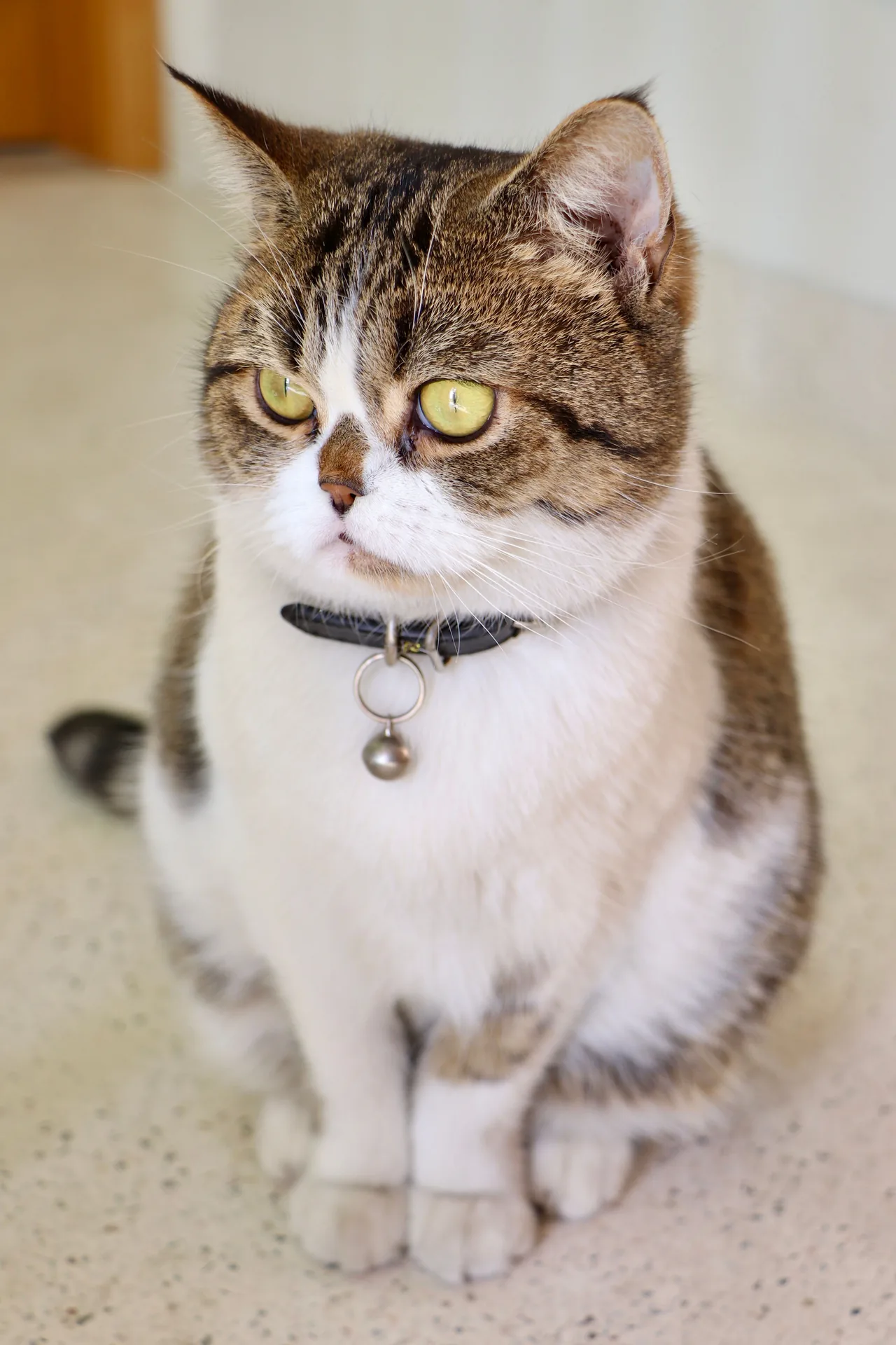 An Exotic Shorthair