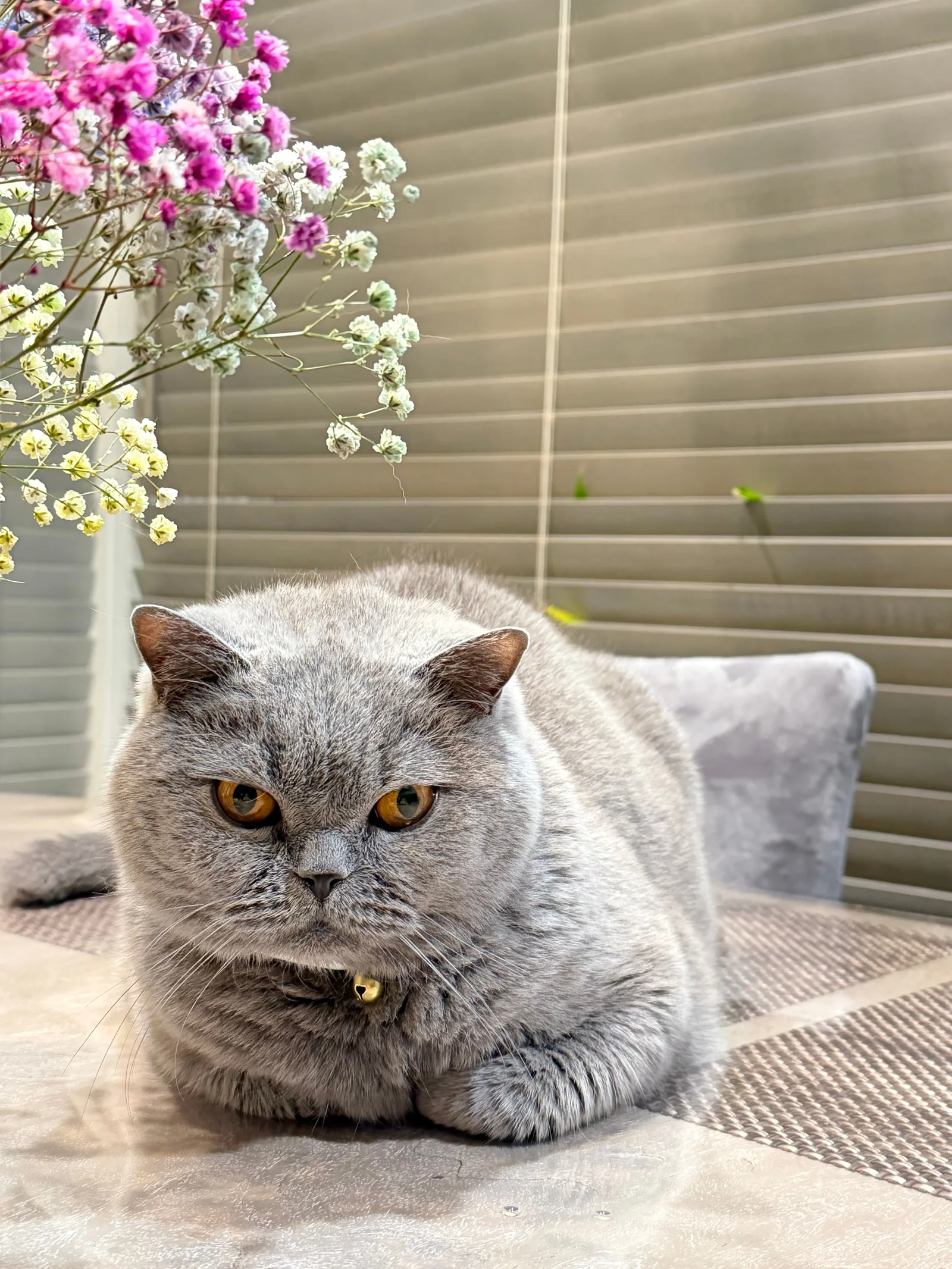 An Exotic Shorthair