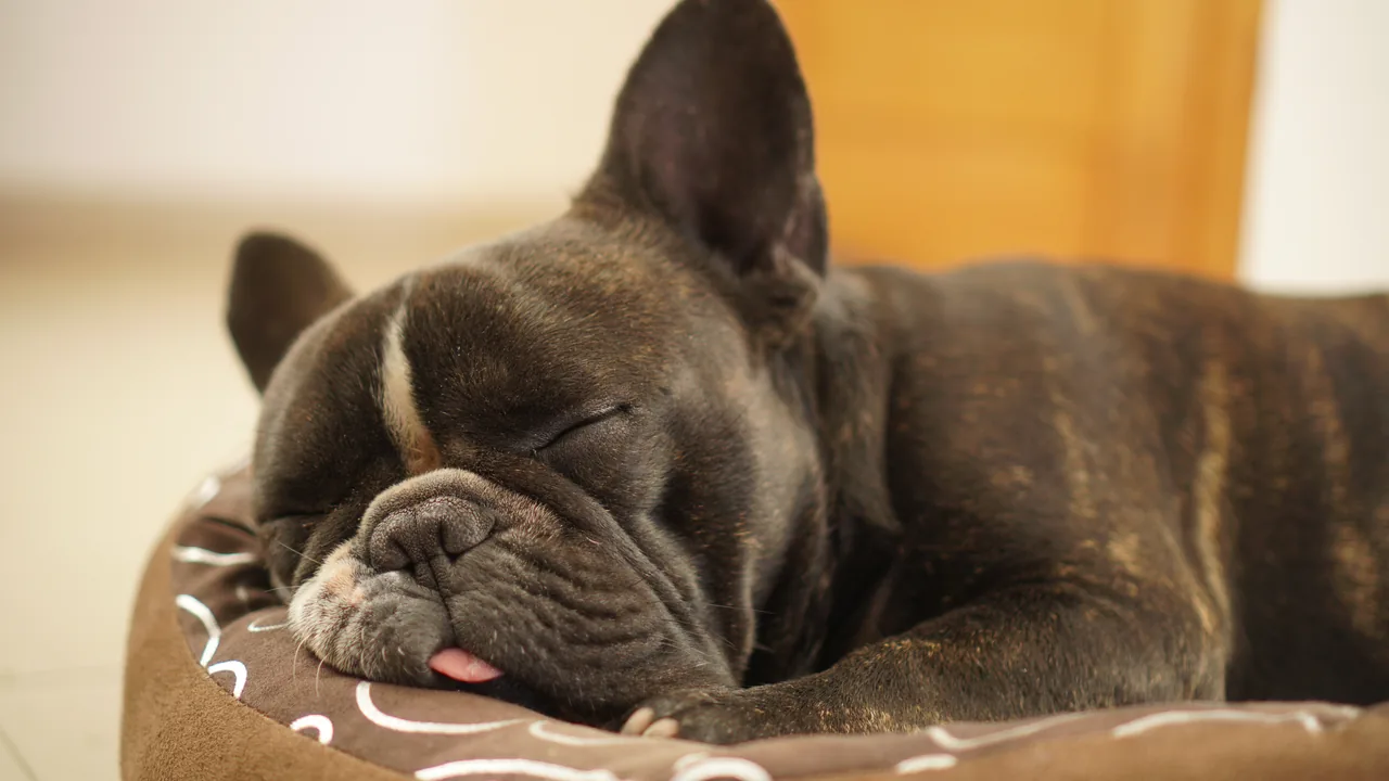 A French Bulldog