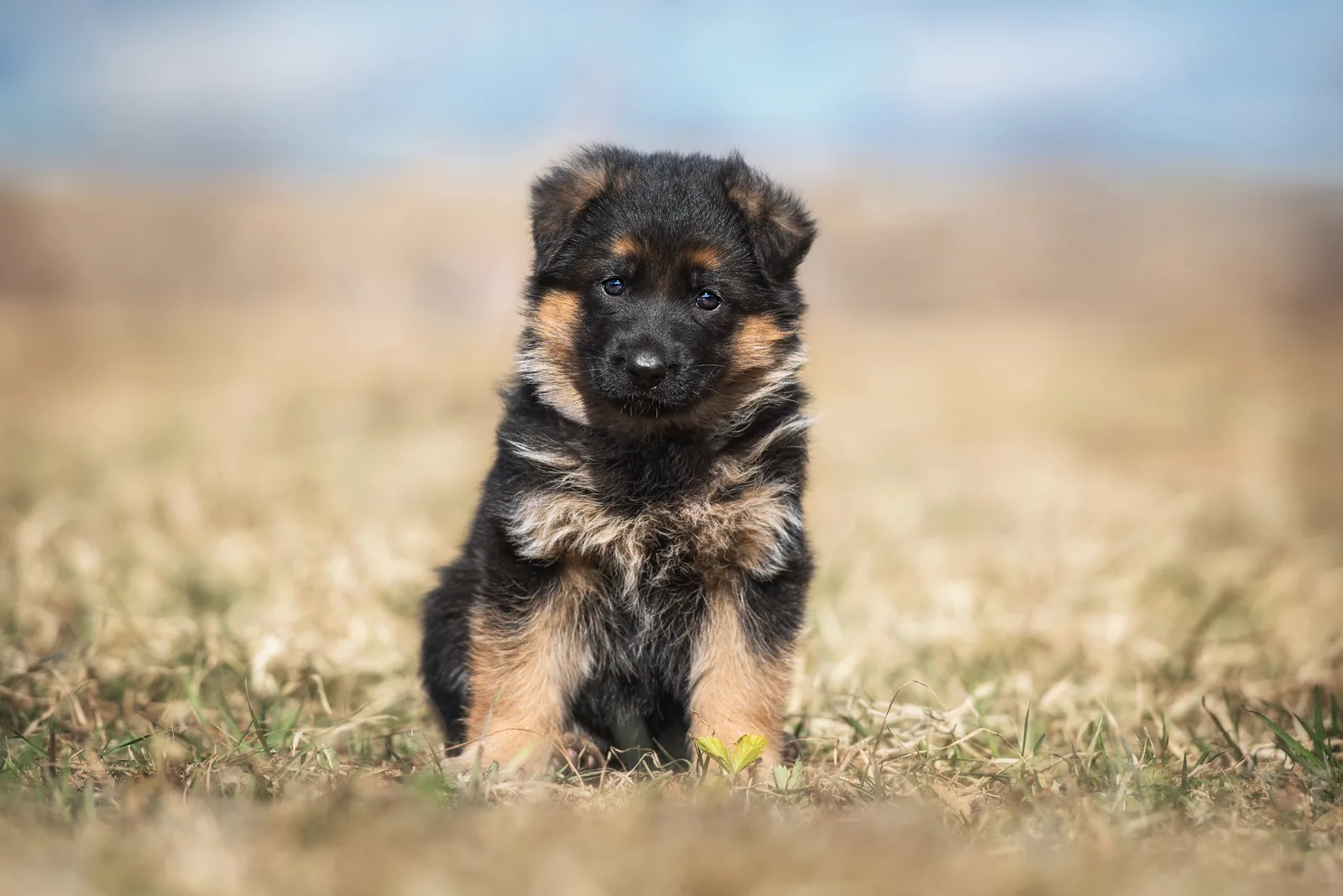 A German Shepherd