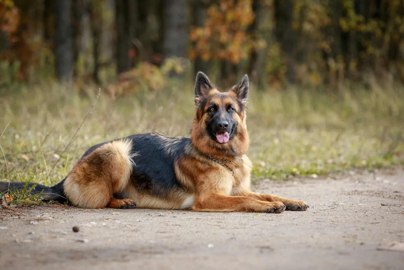A German Shepherd