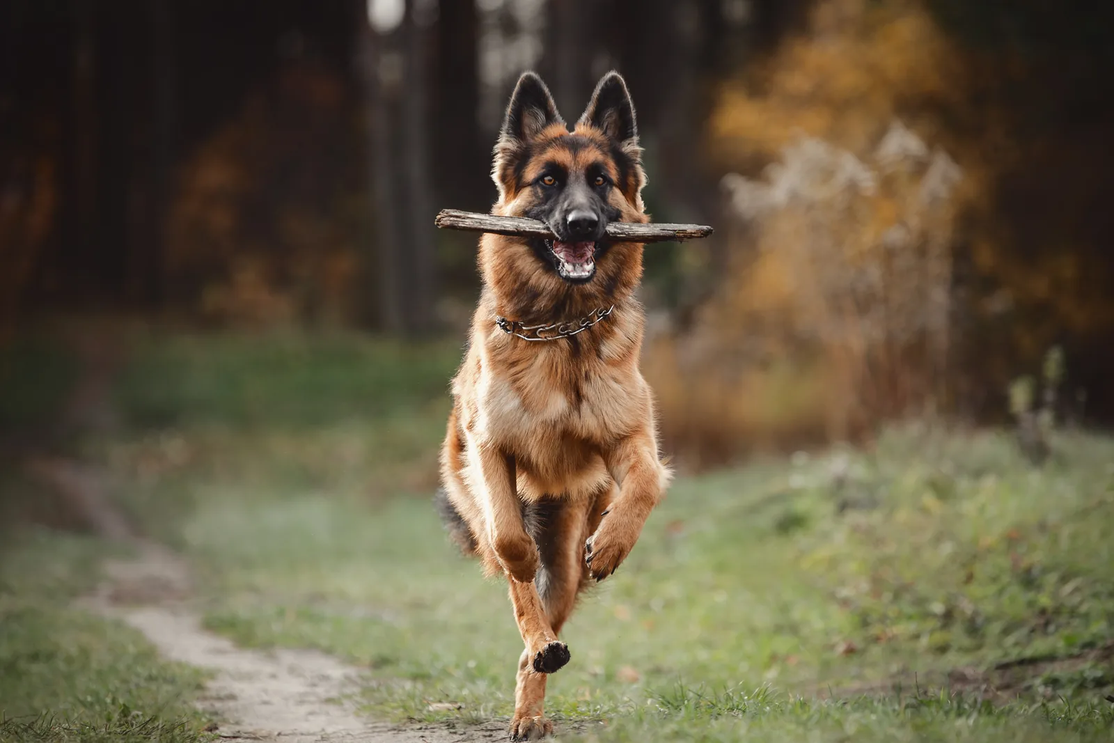 A German Shepherd