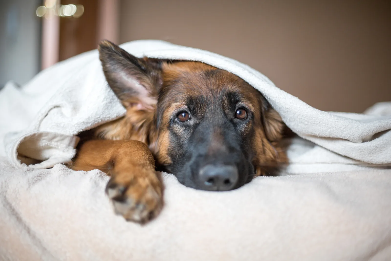 A German Shepherd