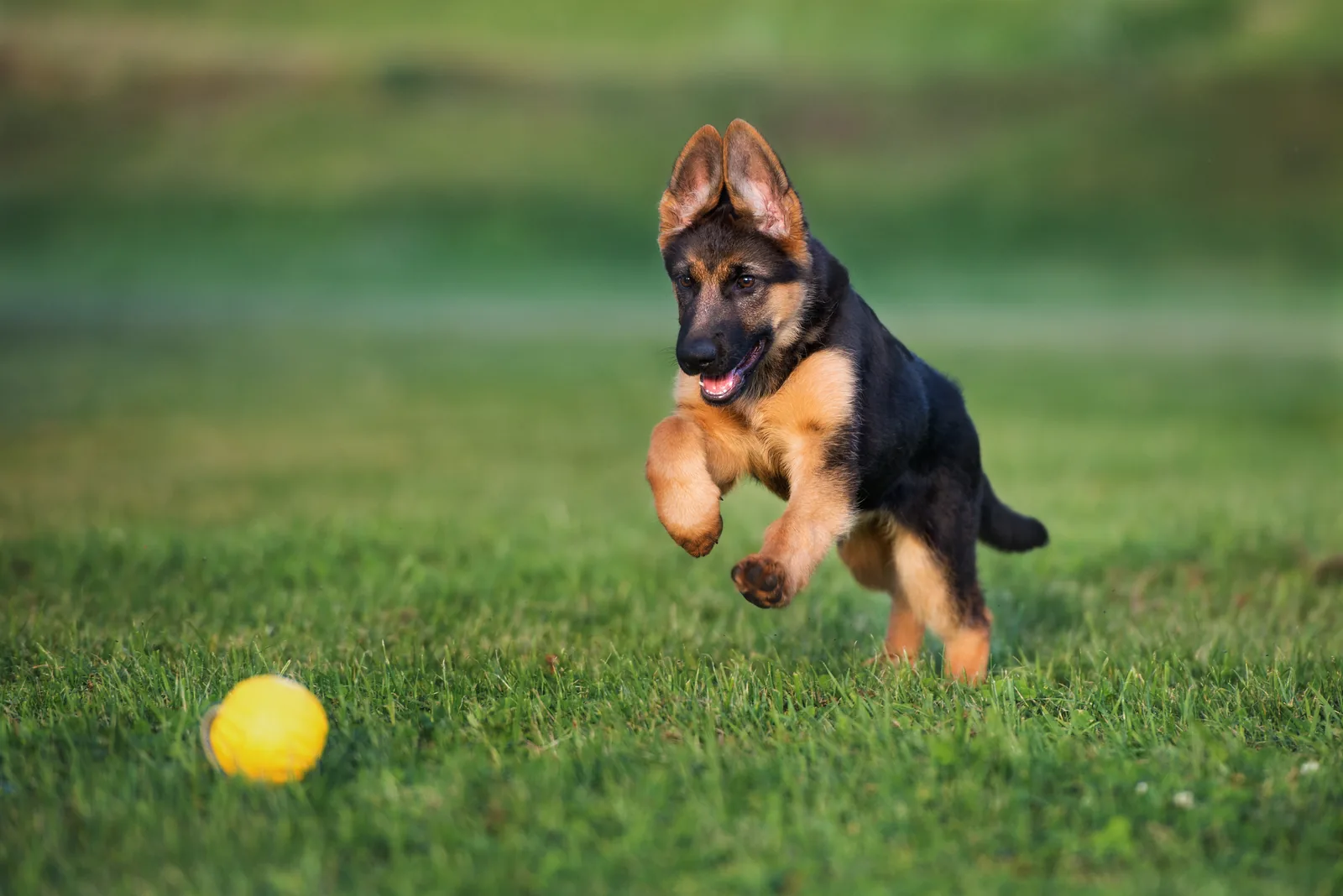 A German Shepherd