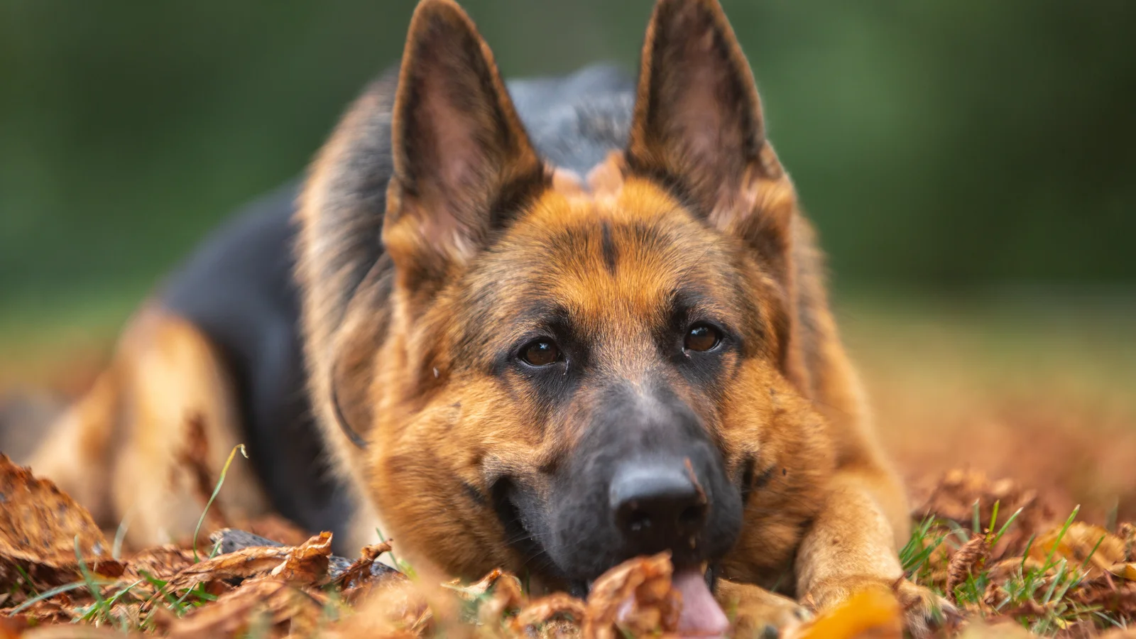 A German Shepherd