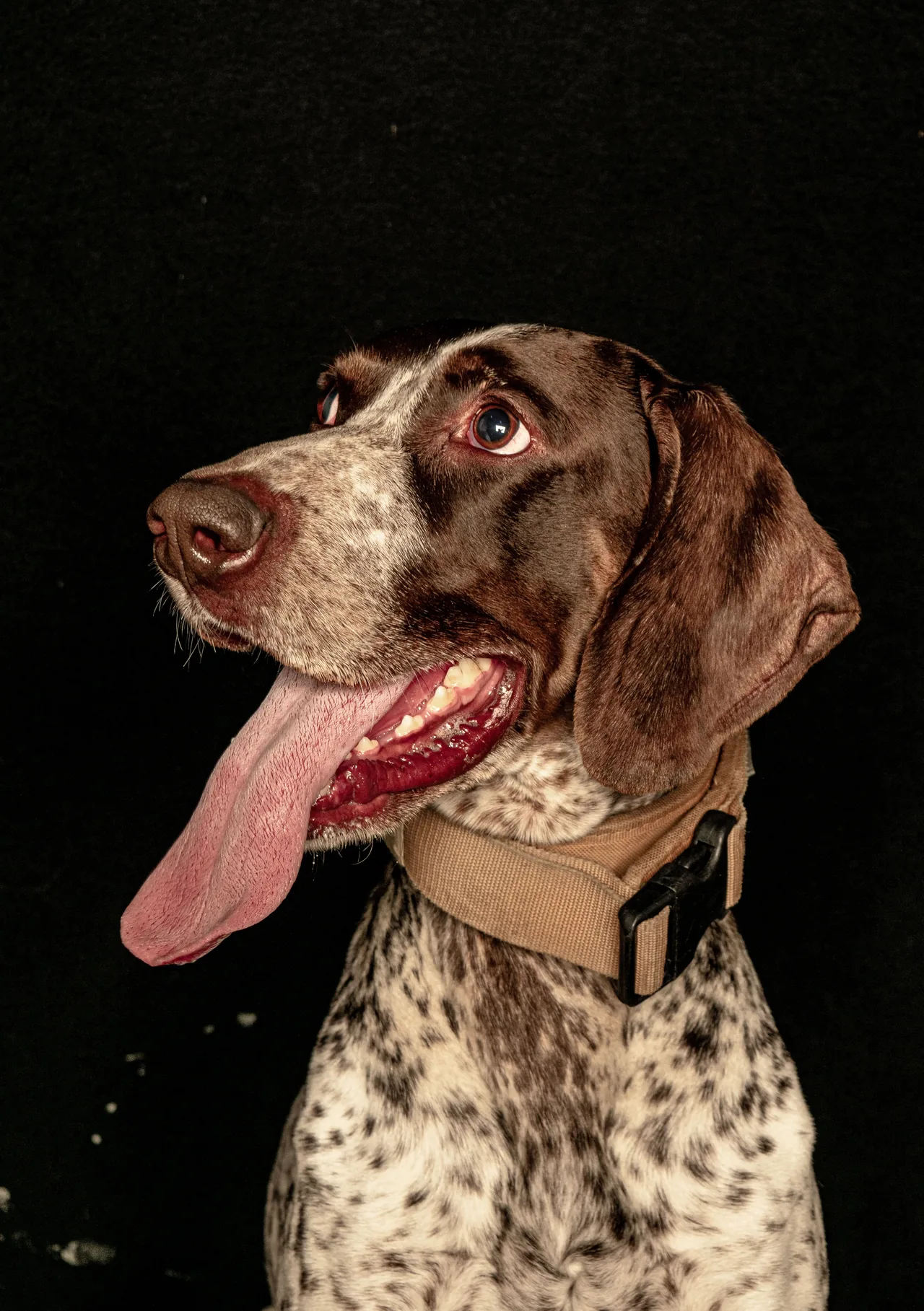 A German Shorthaired Pointer
