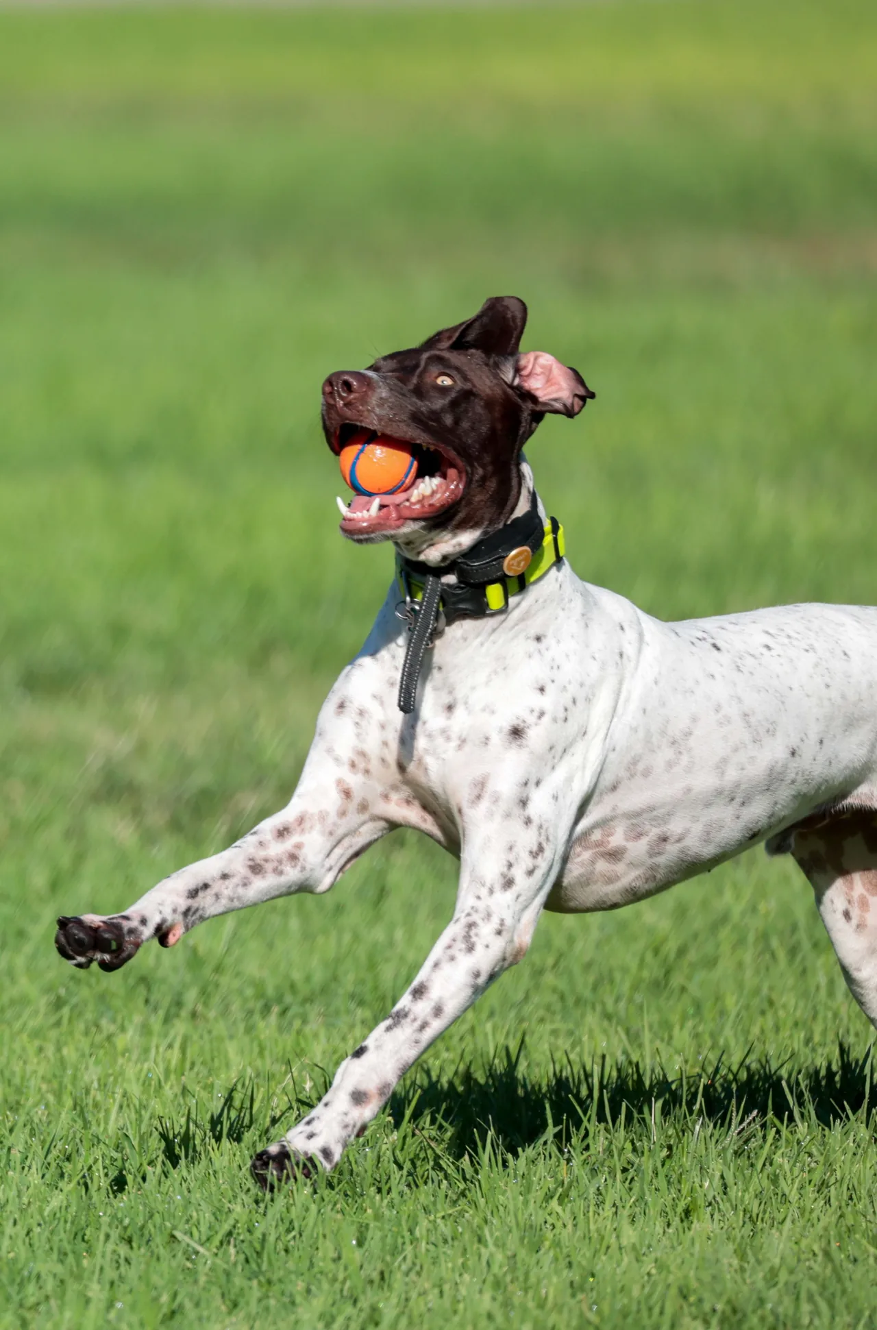 A German Shorthaired Pointer