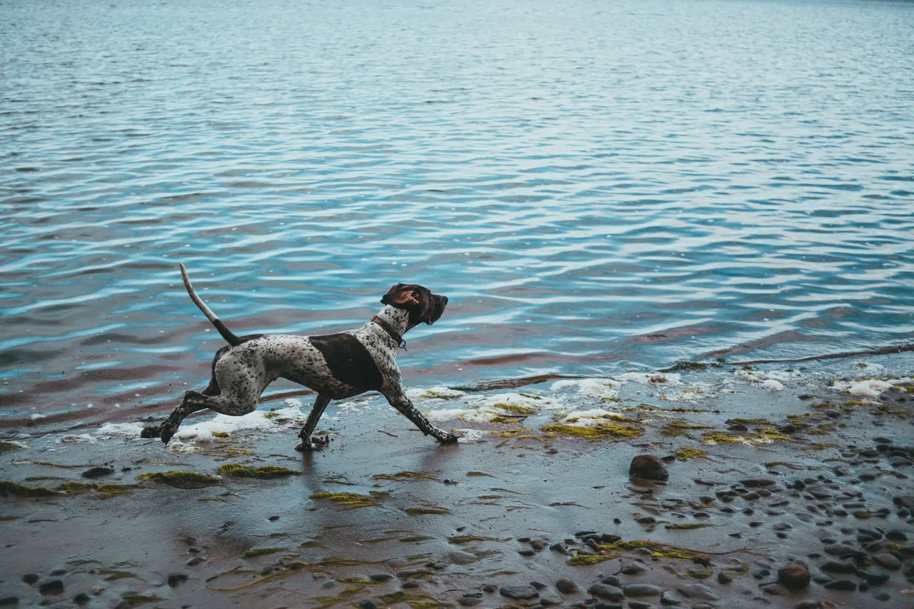 A German Shorthaired Pointer