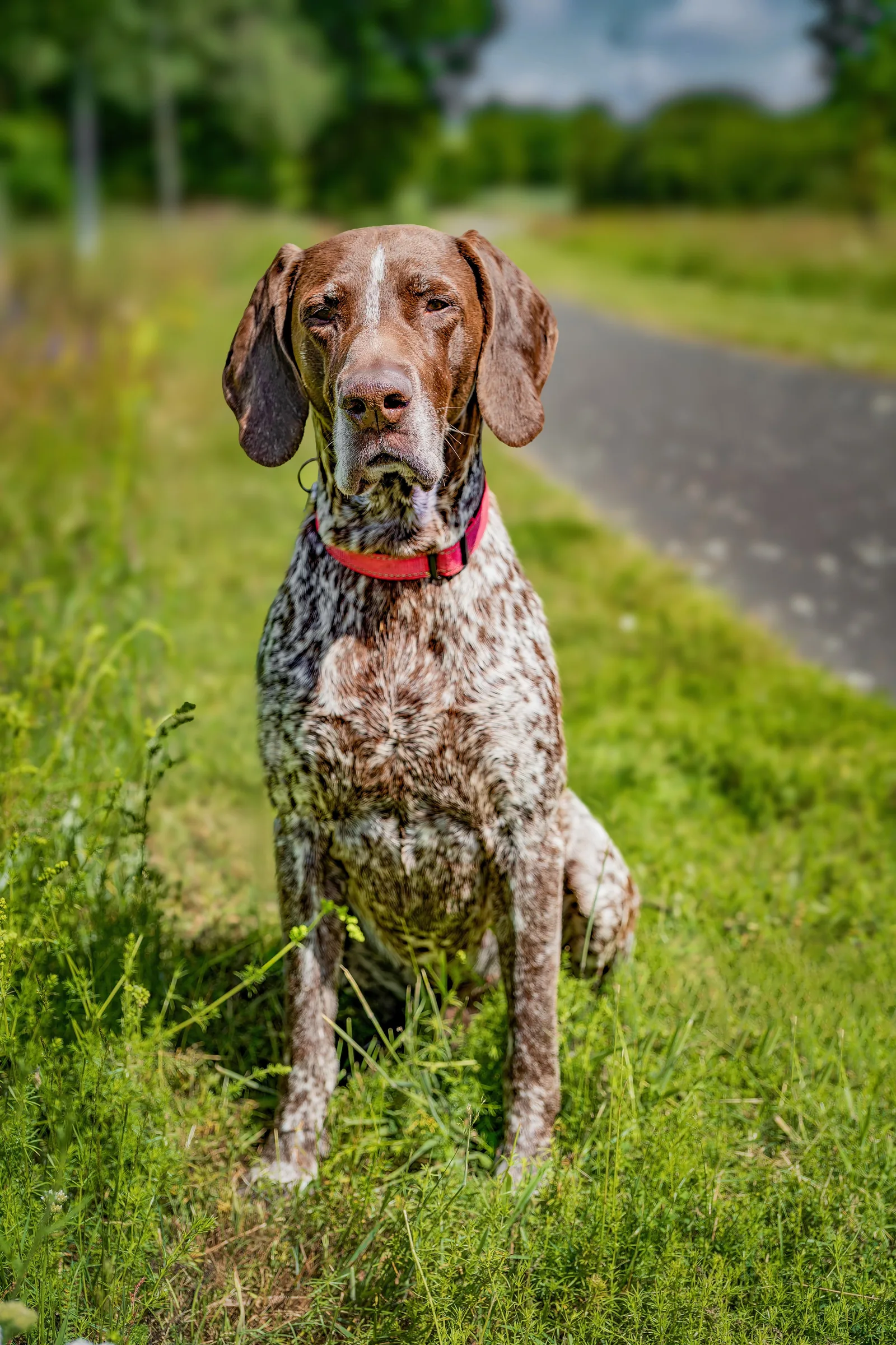 A German Shorthaired Pointer