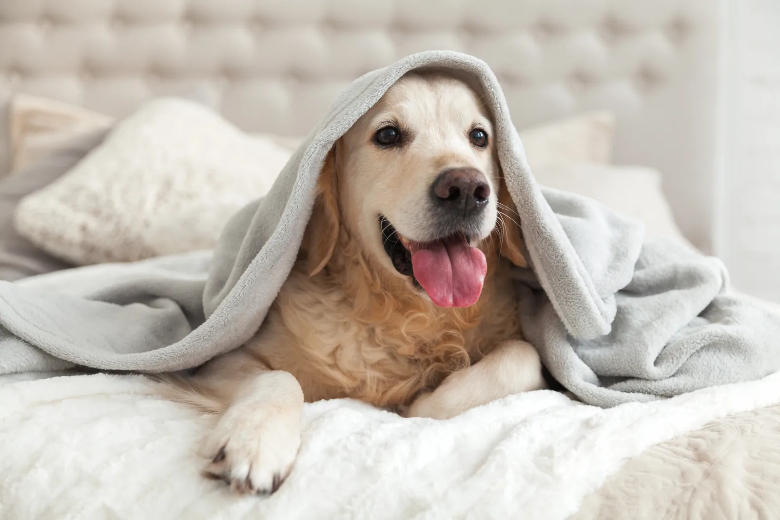 A Golden Retriever