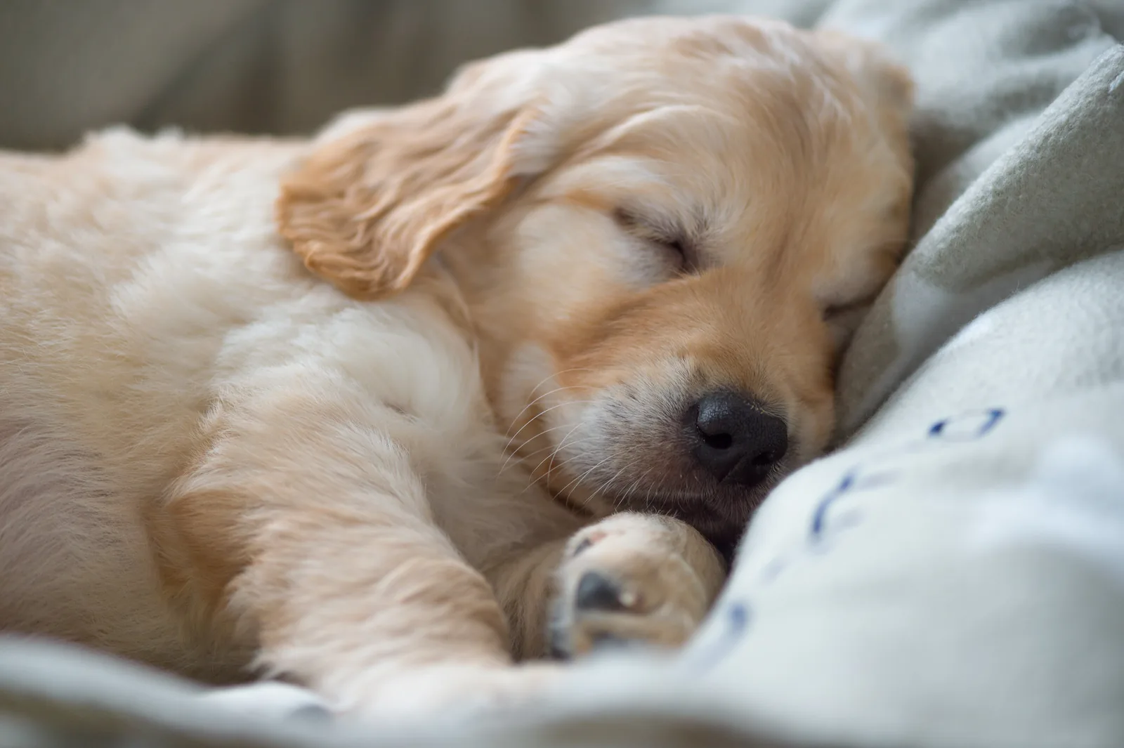 A Golden Retriever