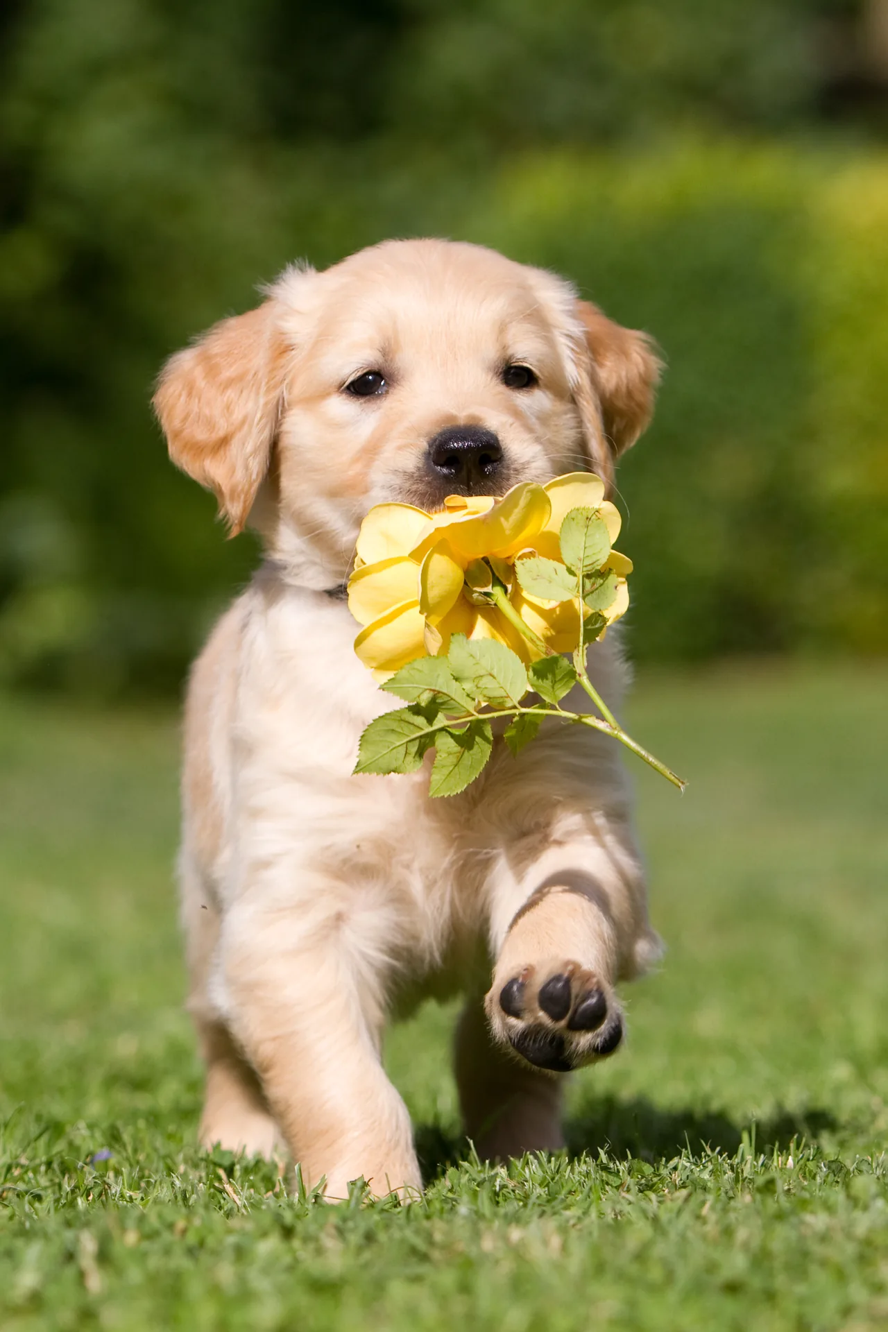 A Golden Retriever puppy carrying a yellow rose