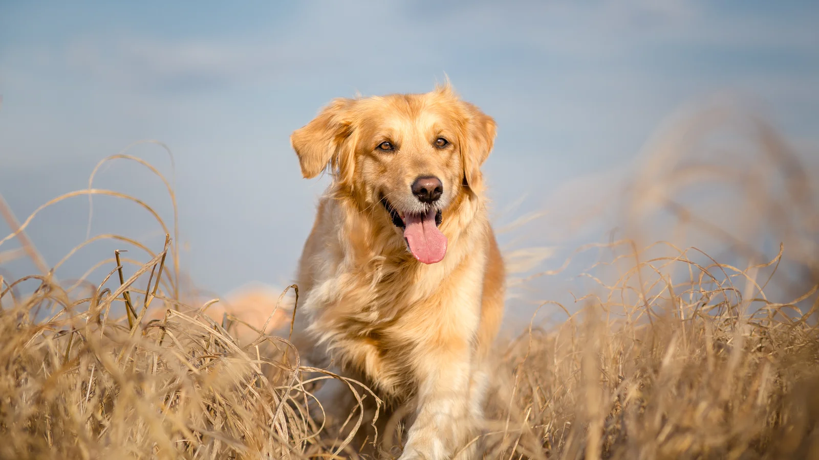 A Golden Retriever