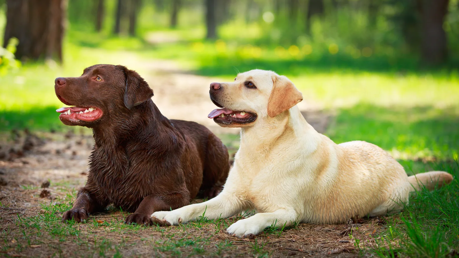 A Labrador Retriever