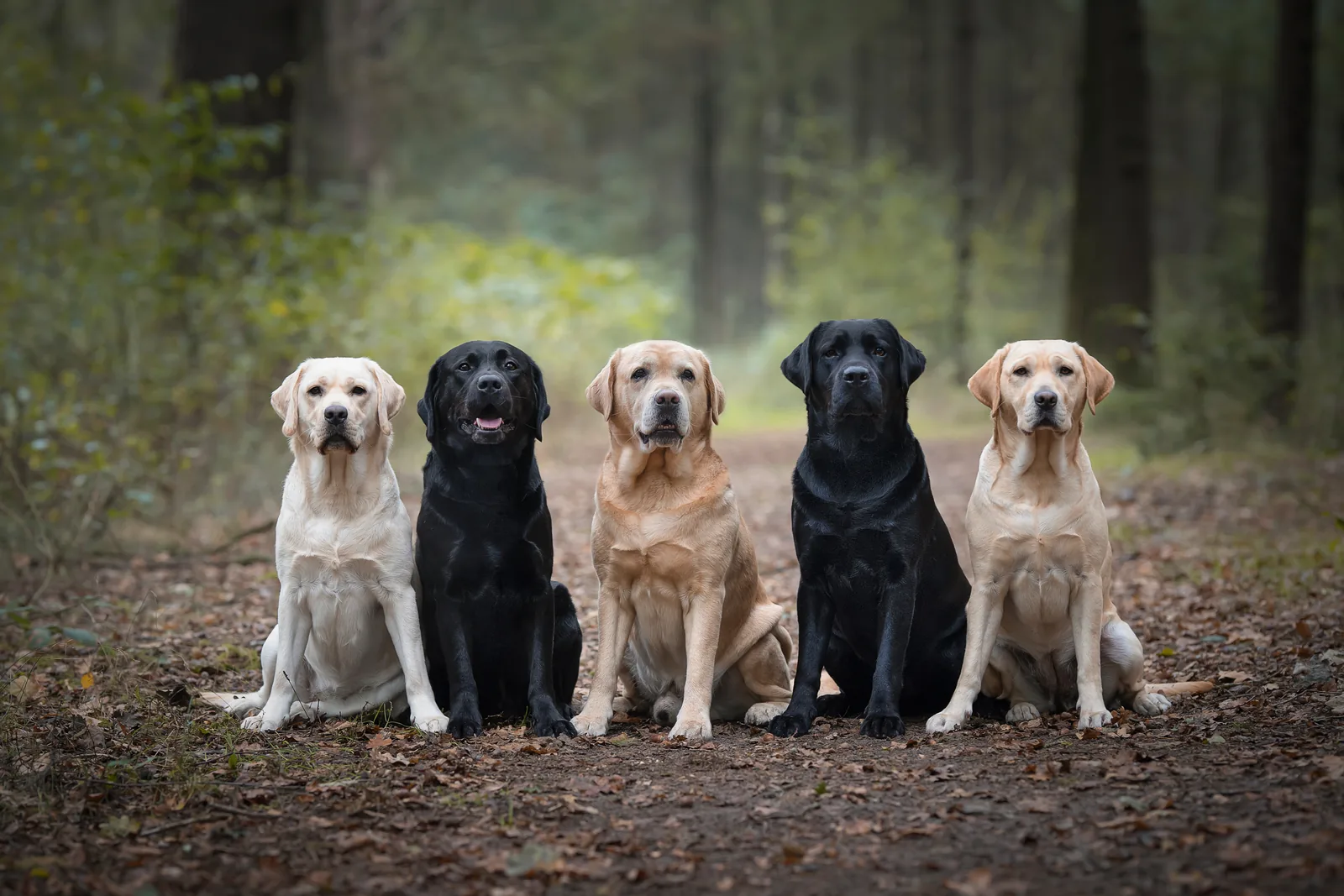 A Labrador Retriever