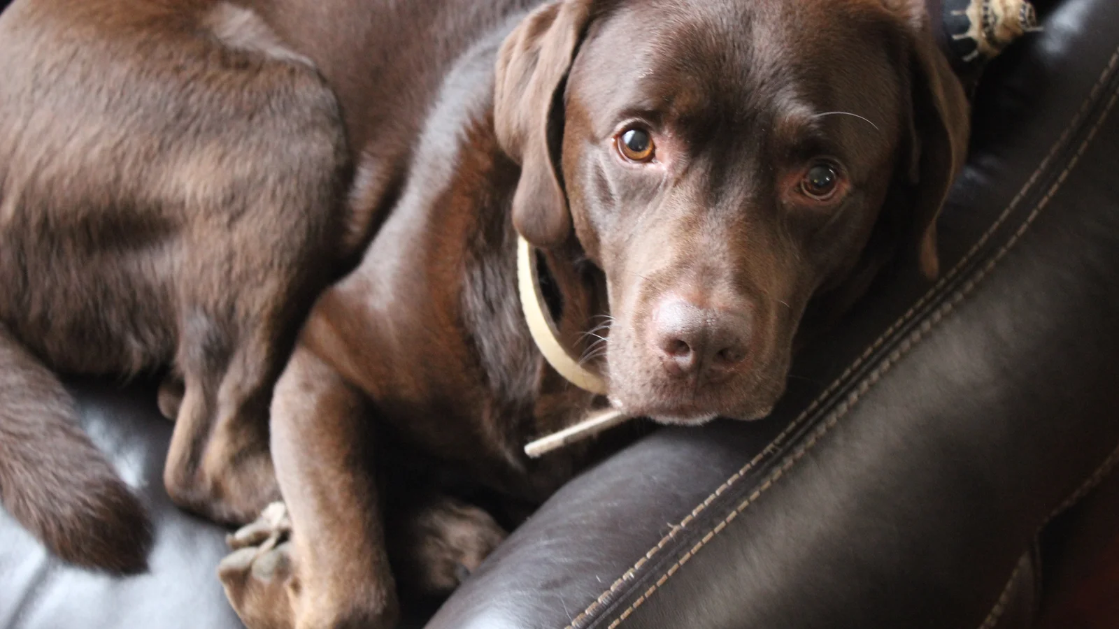 A Labrador Retriever